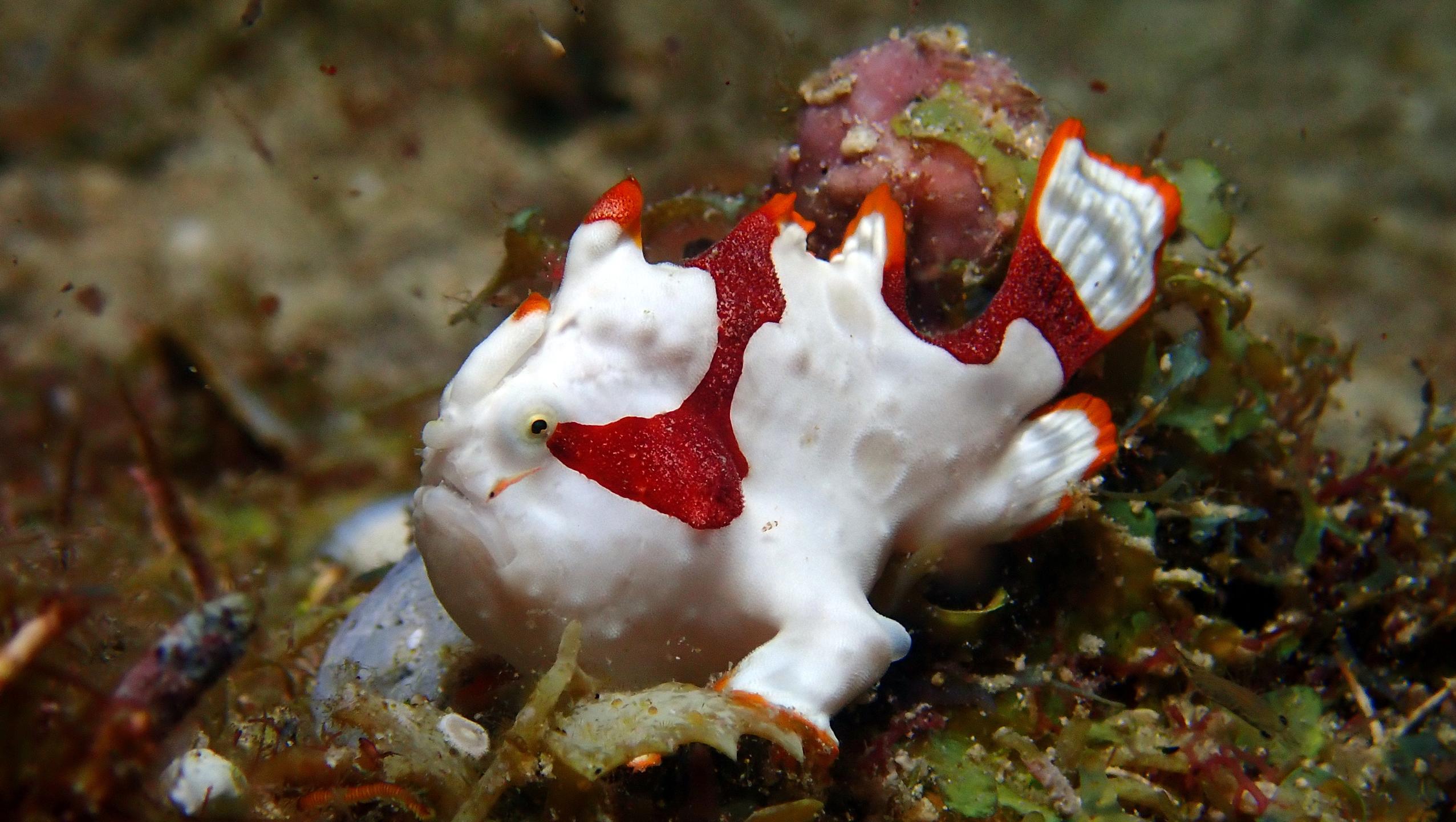 Sea Explorers Siquijor House Reef photo 6