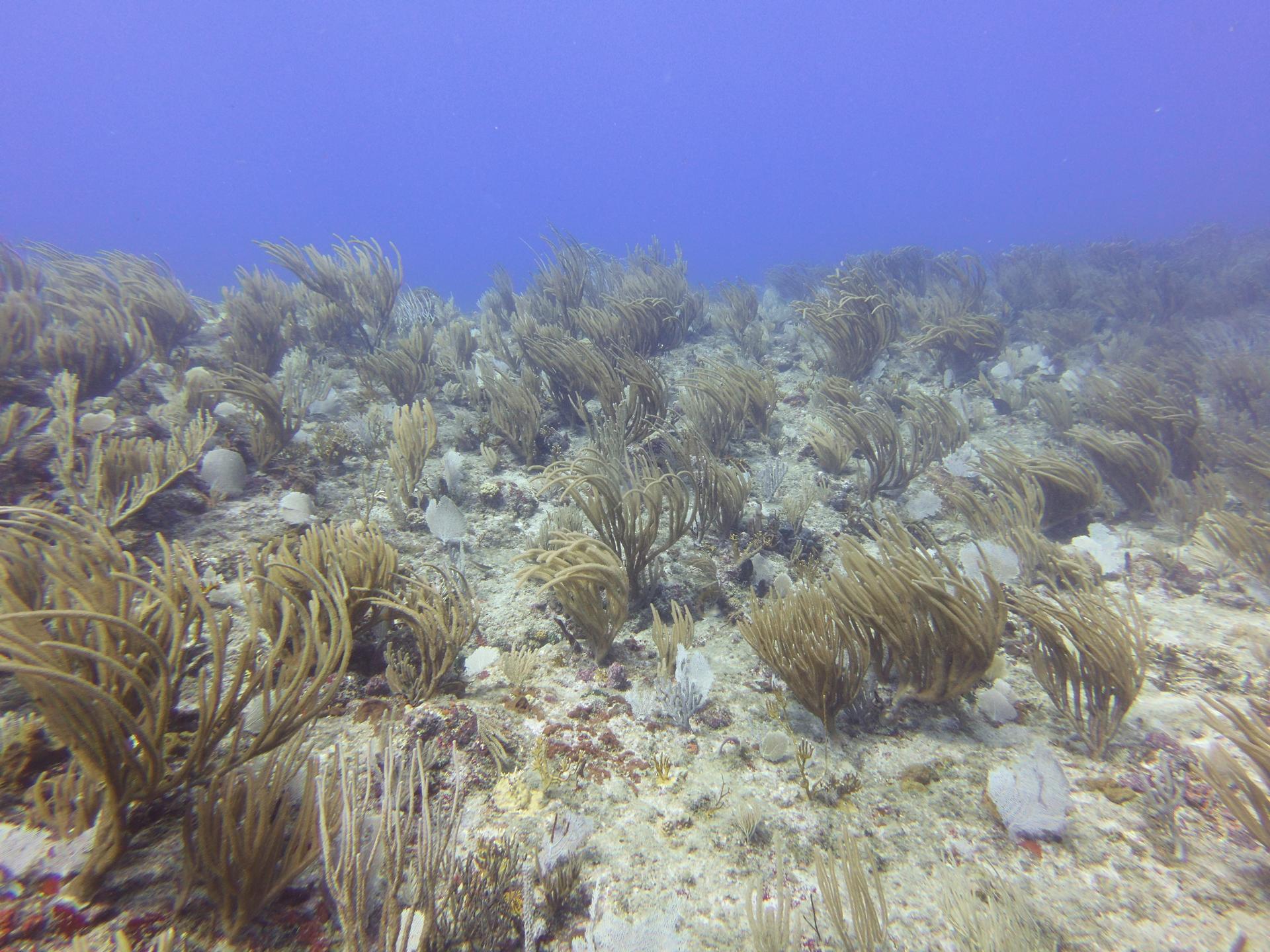 Coralita photo 3