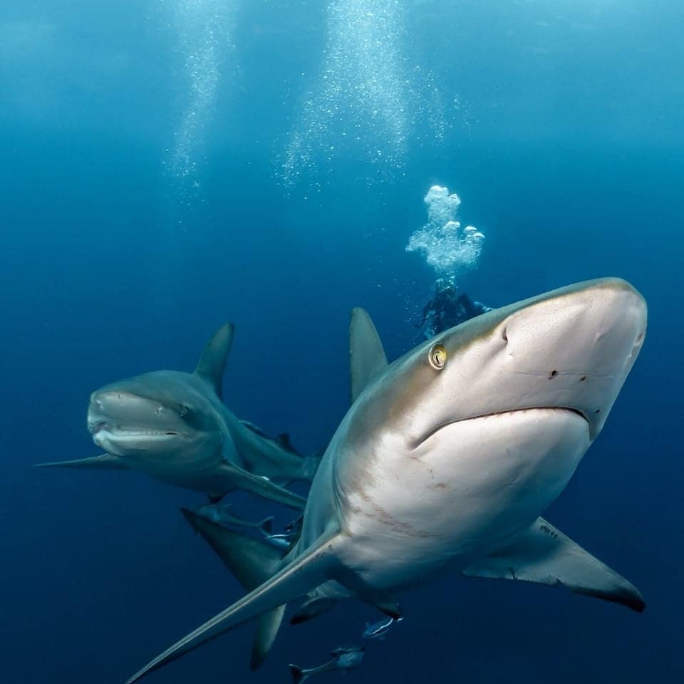 Aliwal Shoal photo 6
