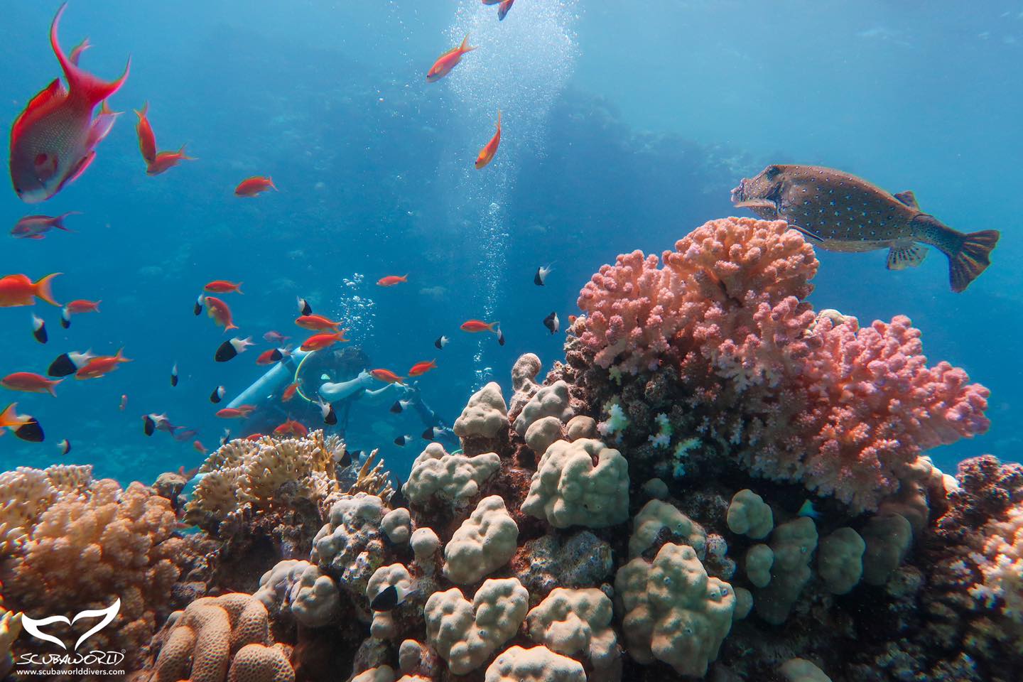 Makadi house reef photo 4