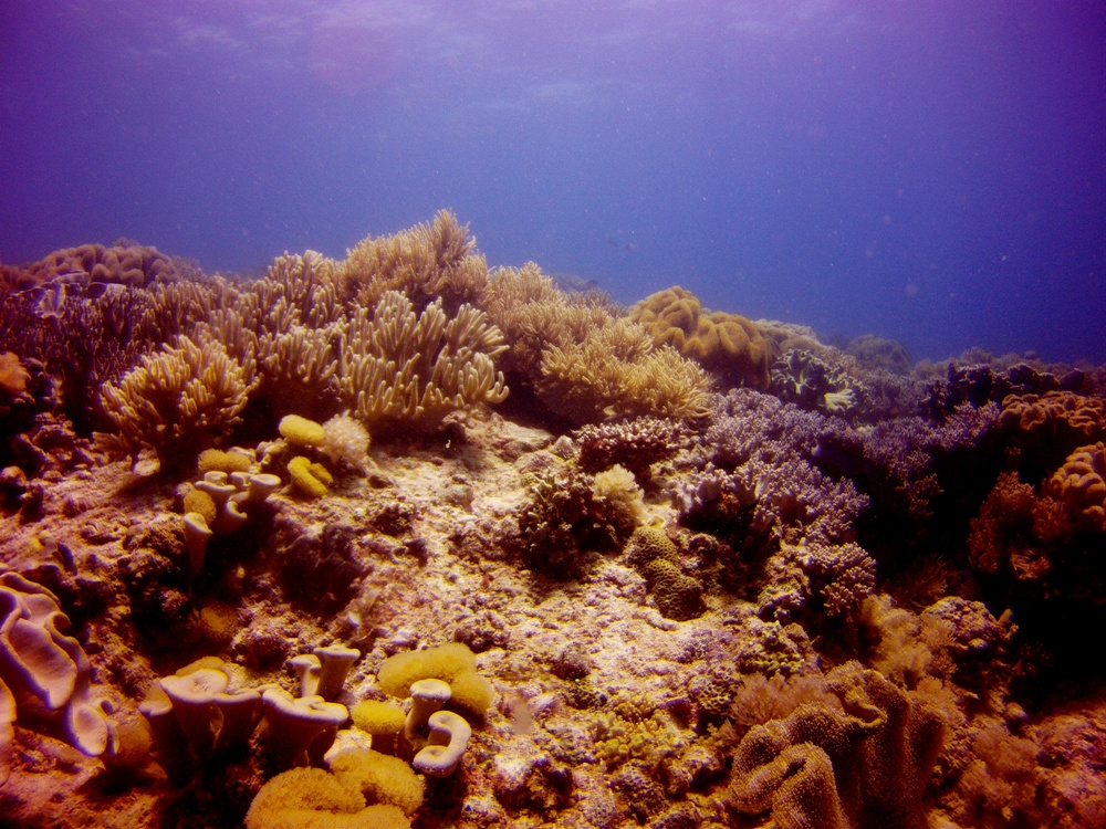Lapus Lapus, Malapascua