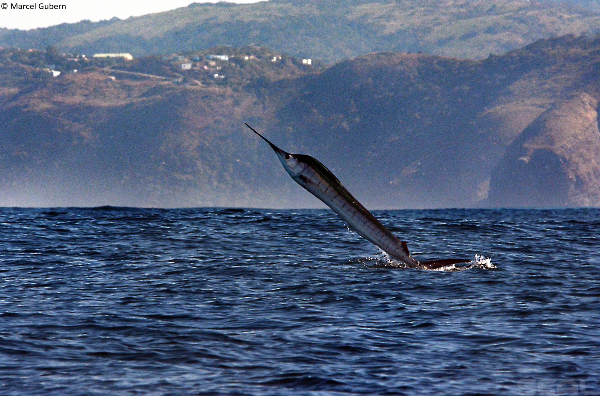 Sardine Run - Wild Coast South Africa photo 11