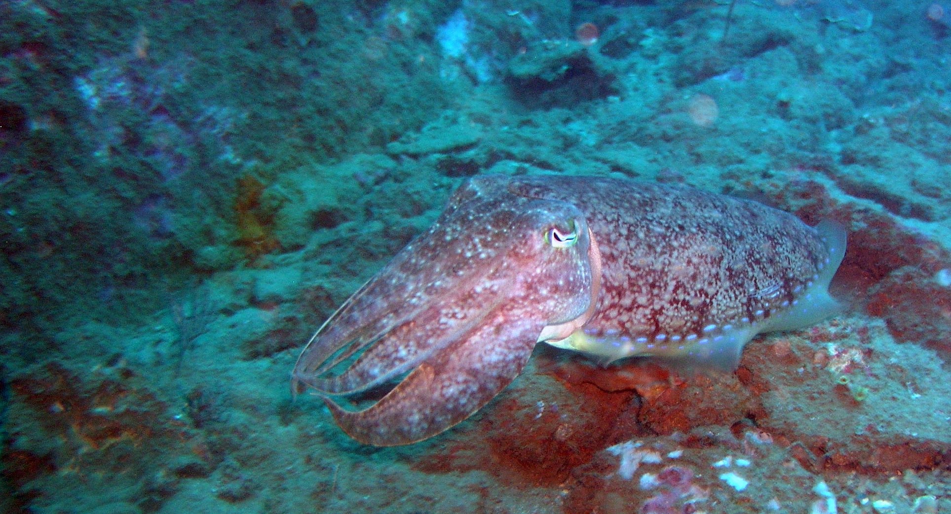 Blue Water Wreck photo 3