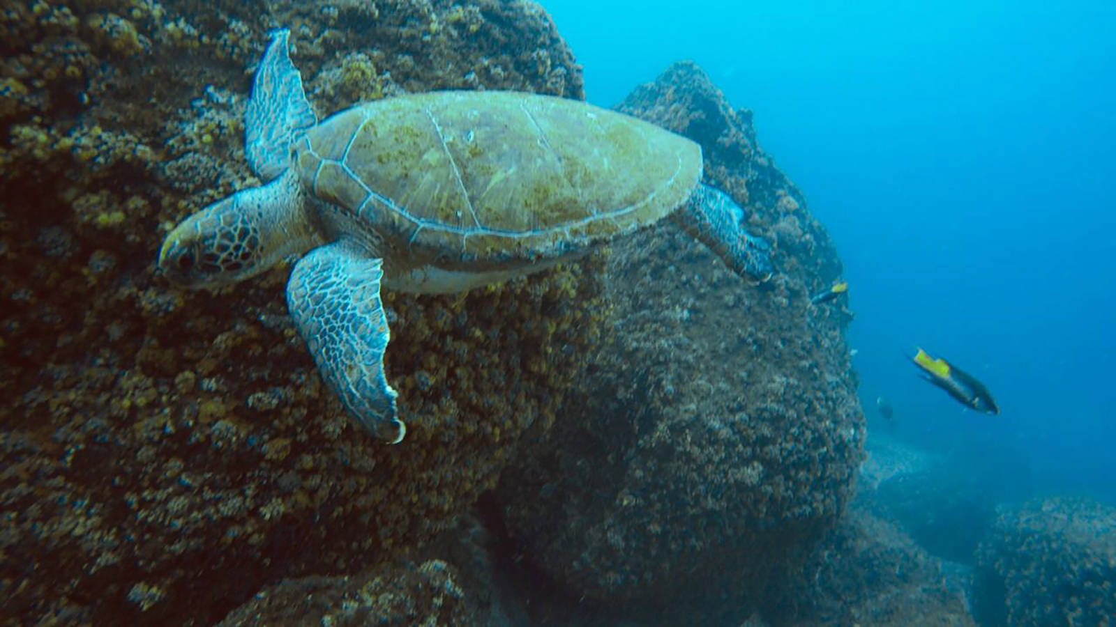 ILHA DOS GRAVATAS (BURACO DAS ALMAS) P & P MERGULHO photo 3