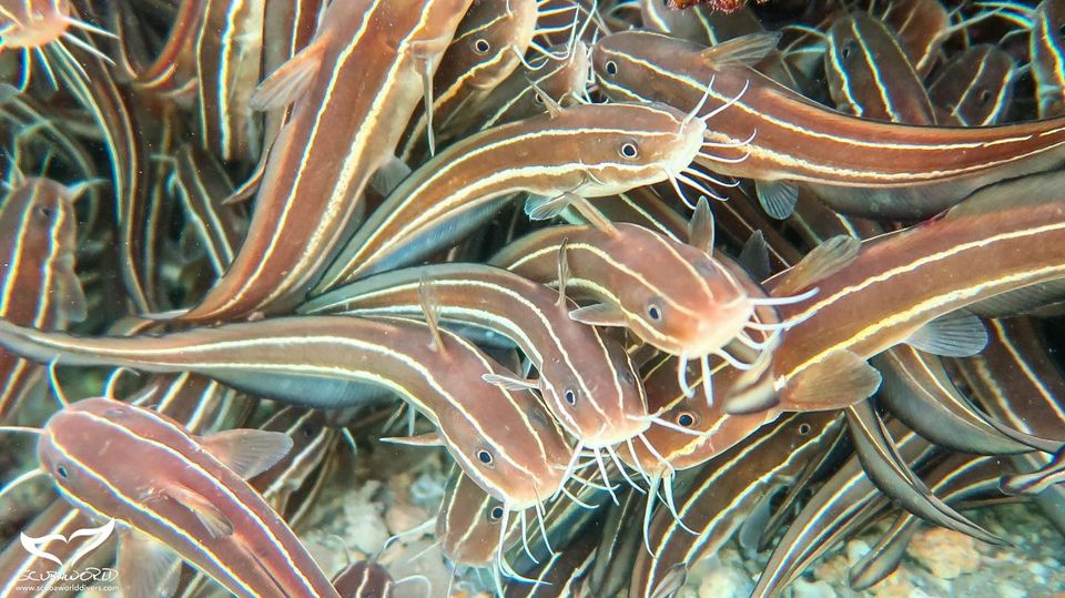 Makadi house reef photo 3