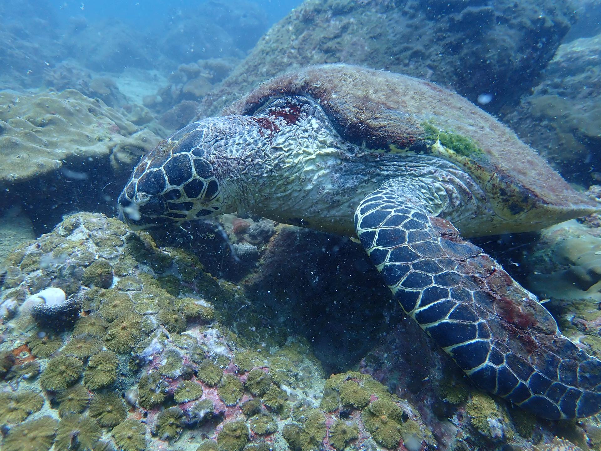 Middle Reef photo 3