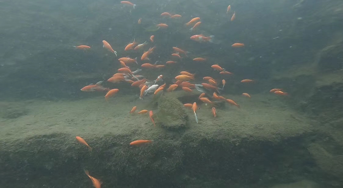 Beijing golden fish spring photo 6