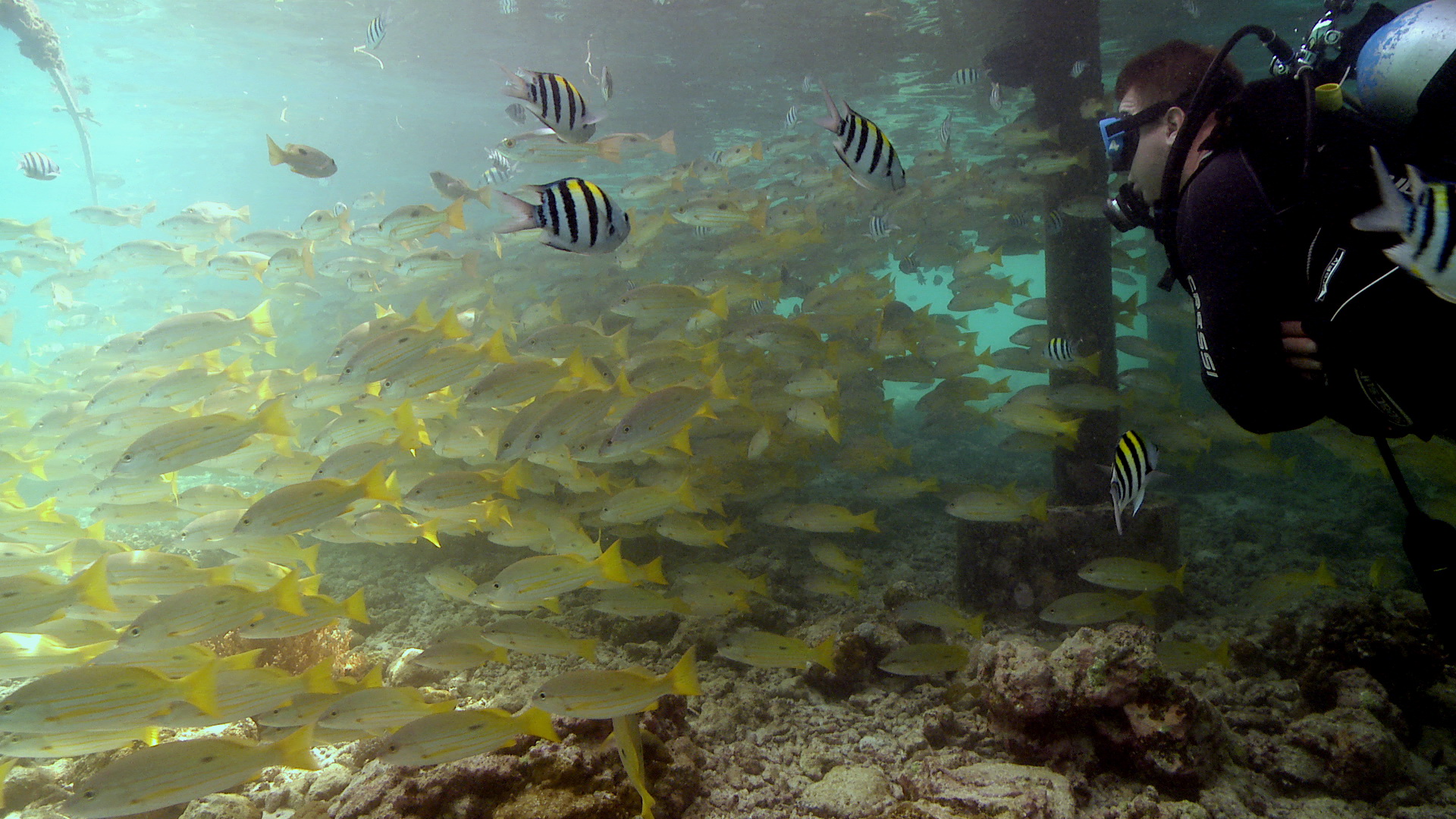 Nalusuan Island Marine Sanctuary photo 2