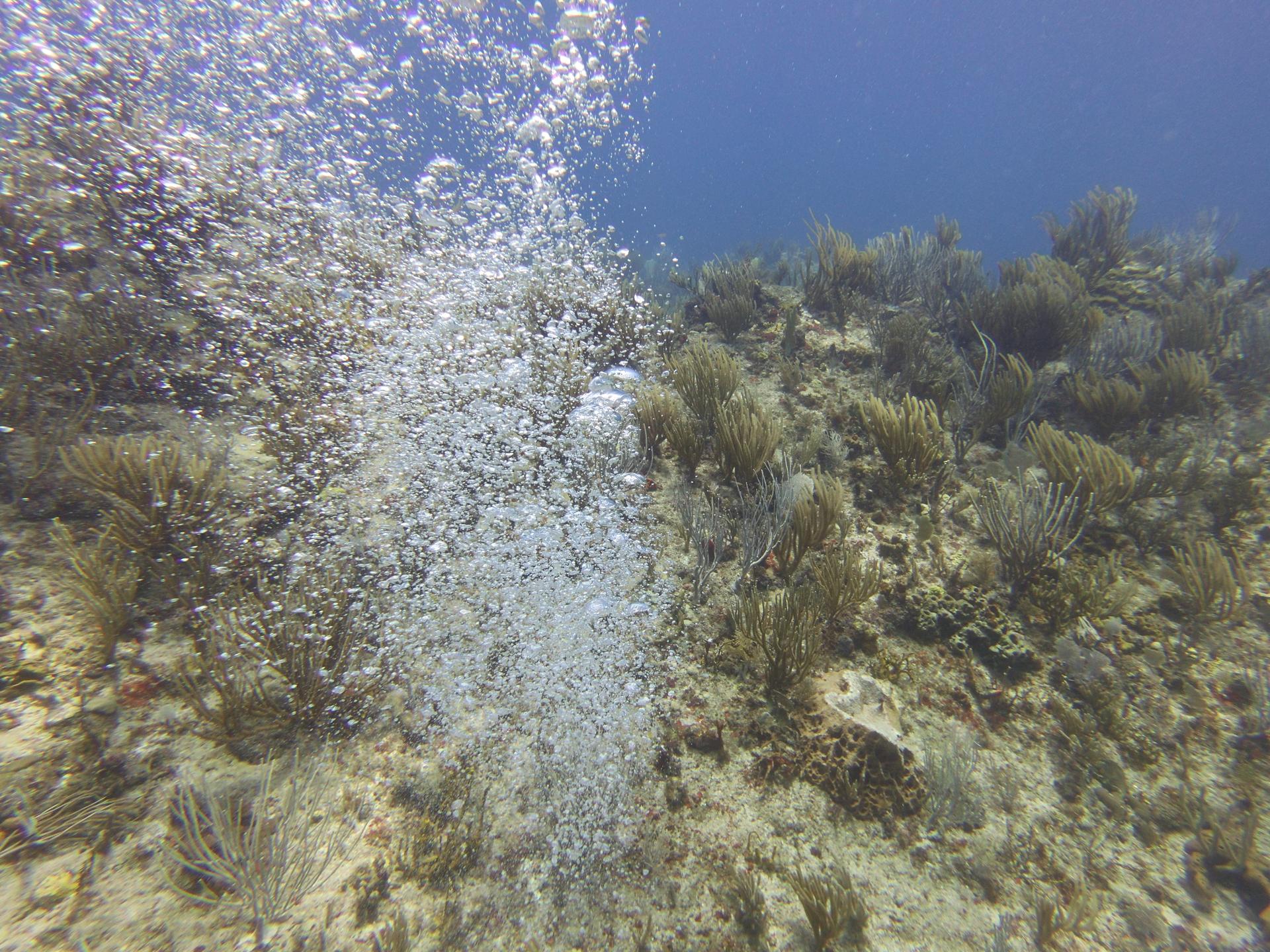 Fish Bowl photo 7