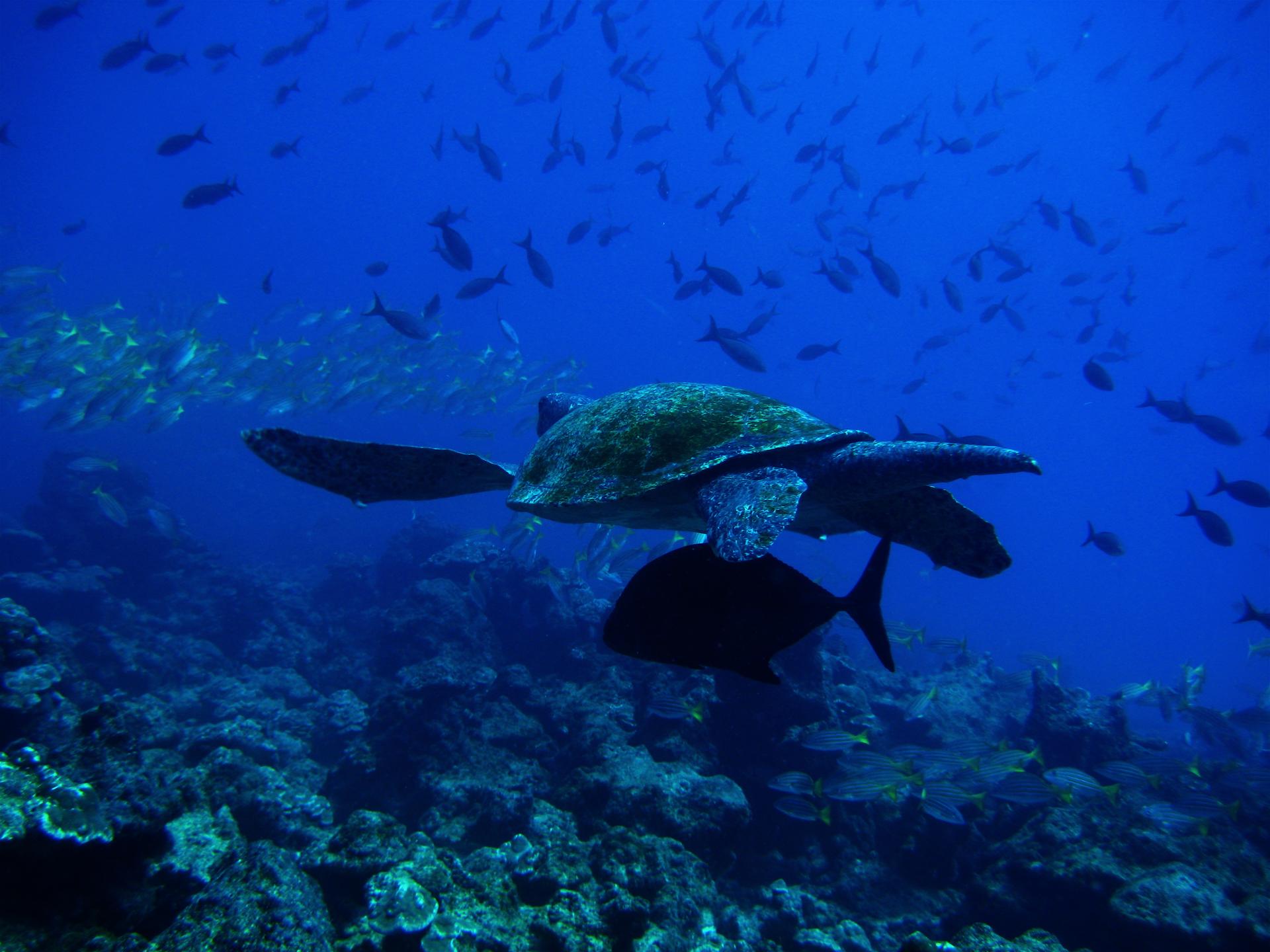 Sueño de Pescador (Dive Base Coiba)