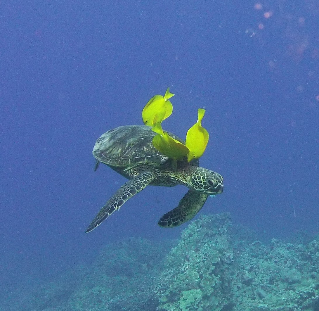 Turtle Mound Mauna Lani Makaiwa Bay photo 4