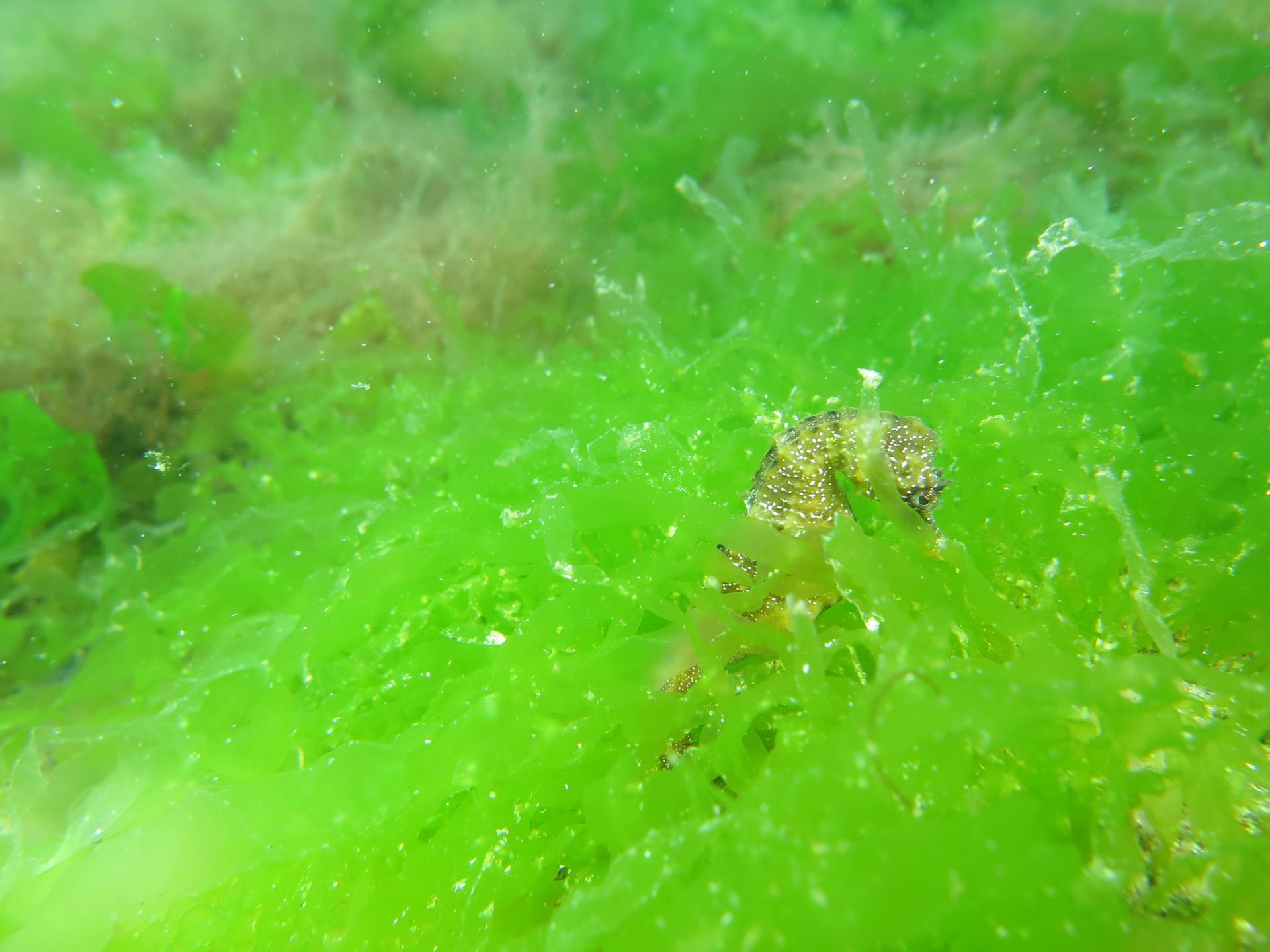 Seahorse alley and Lagoon photo 2