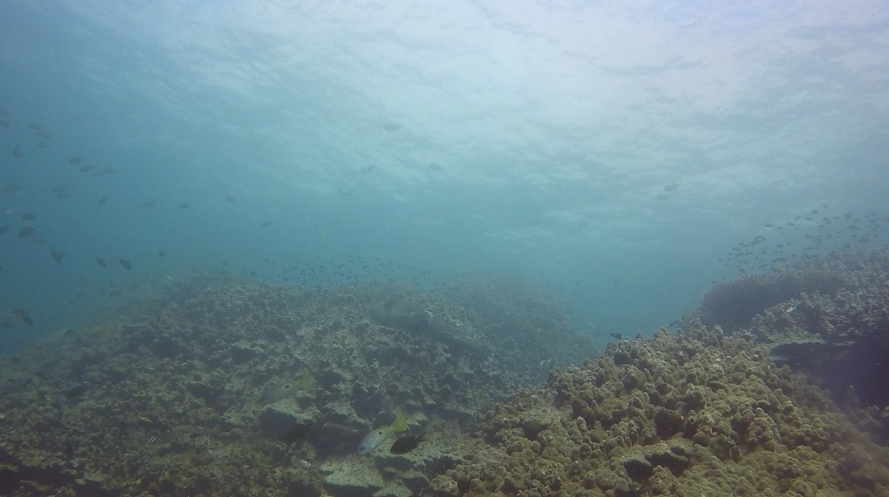 Coral Garden photo 5