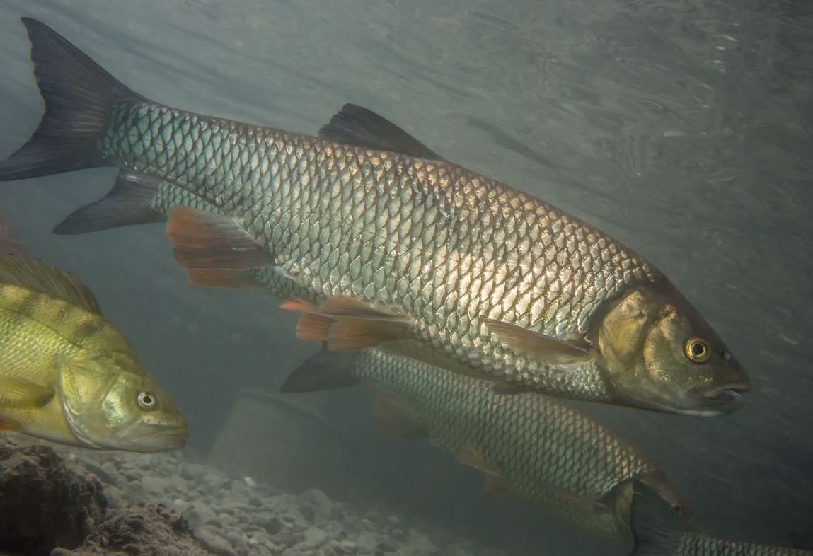 Tschatscheleria photo 4