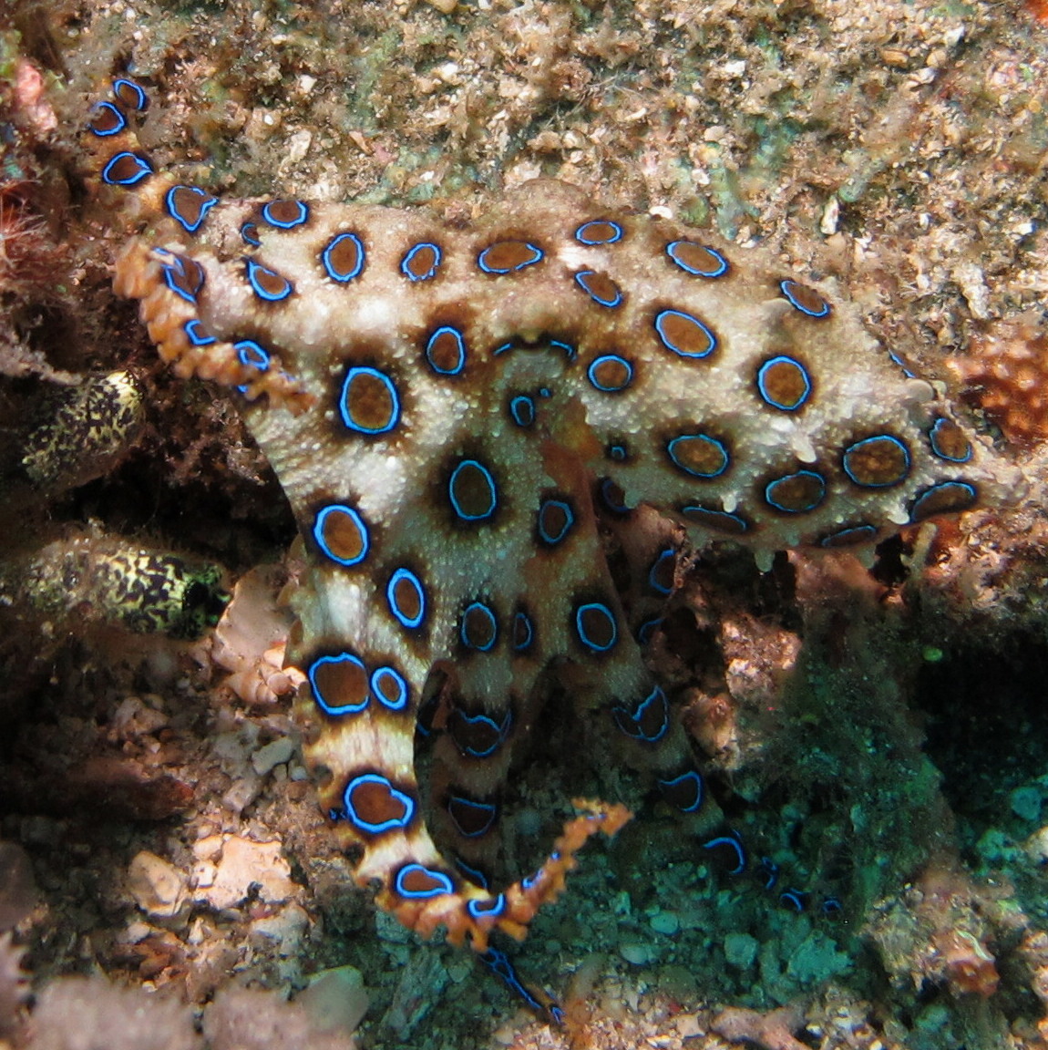 Dauin Coast photo 5