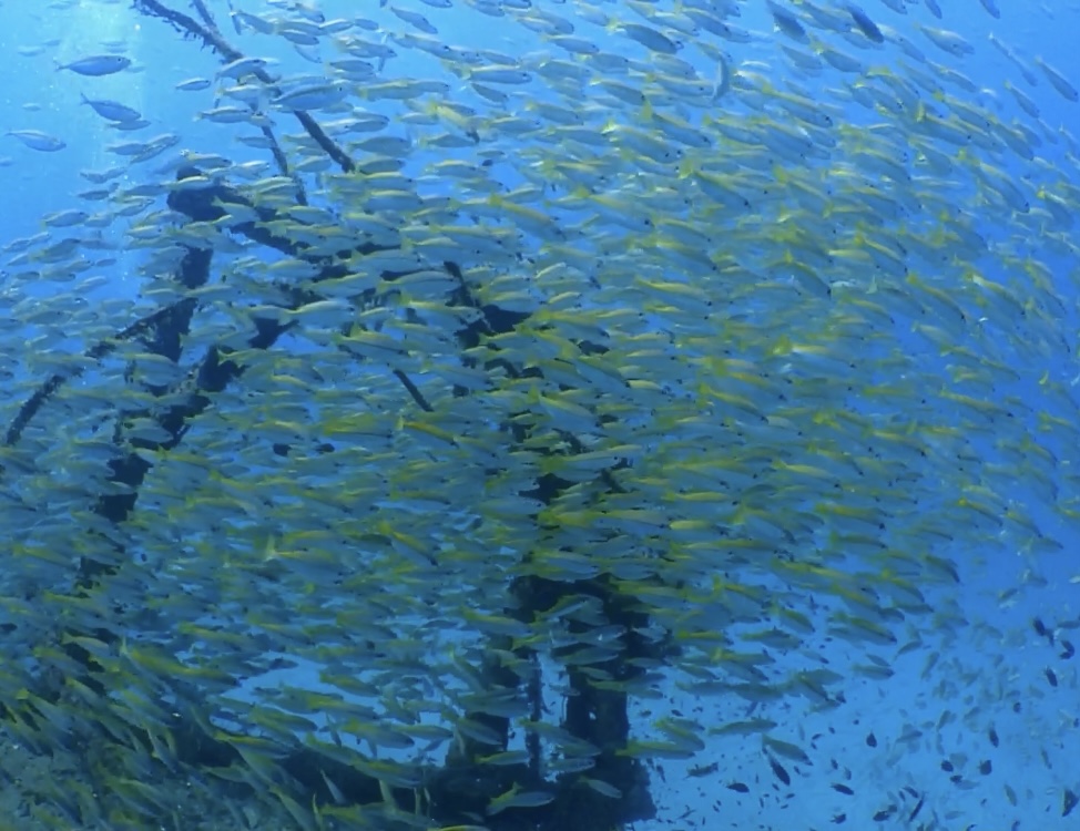 SAN CHOI WRECK