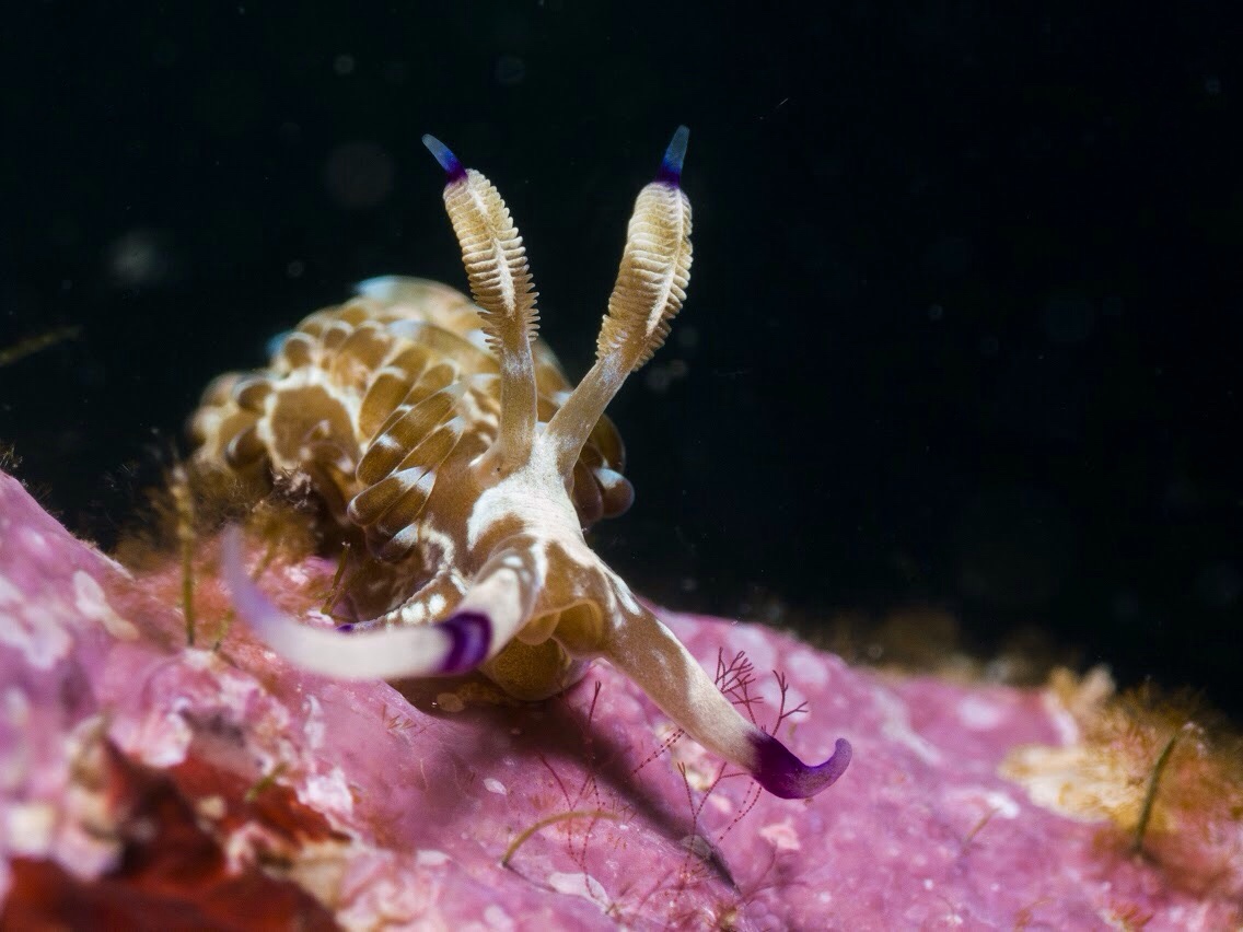 Pasir Putih Situbondo