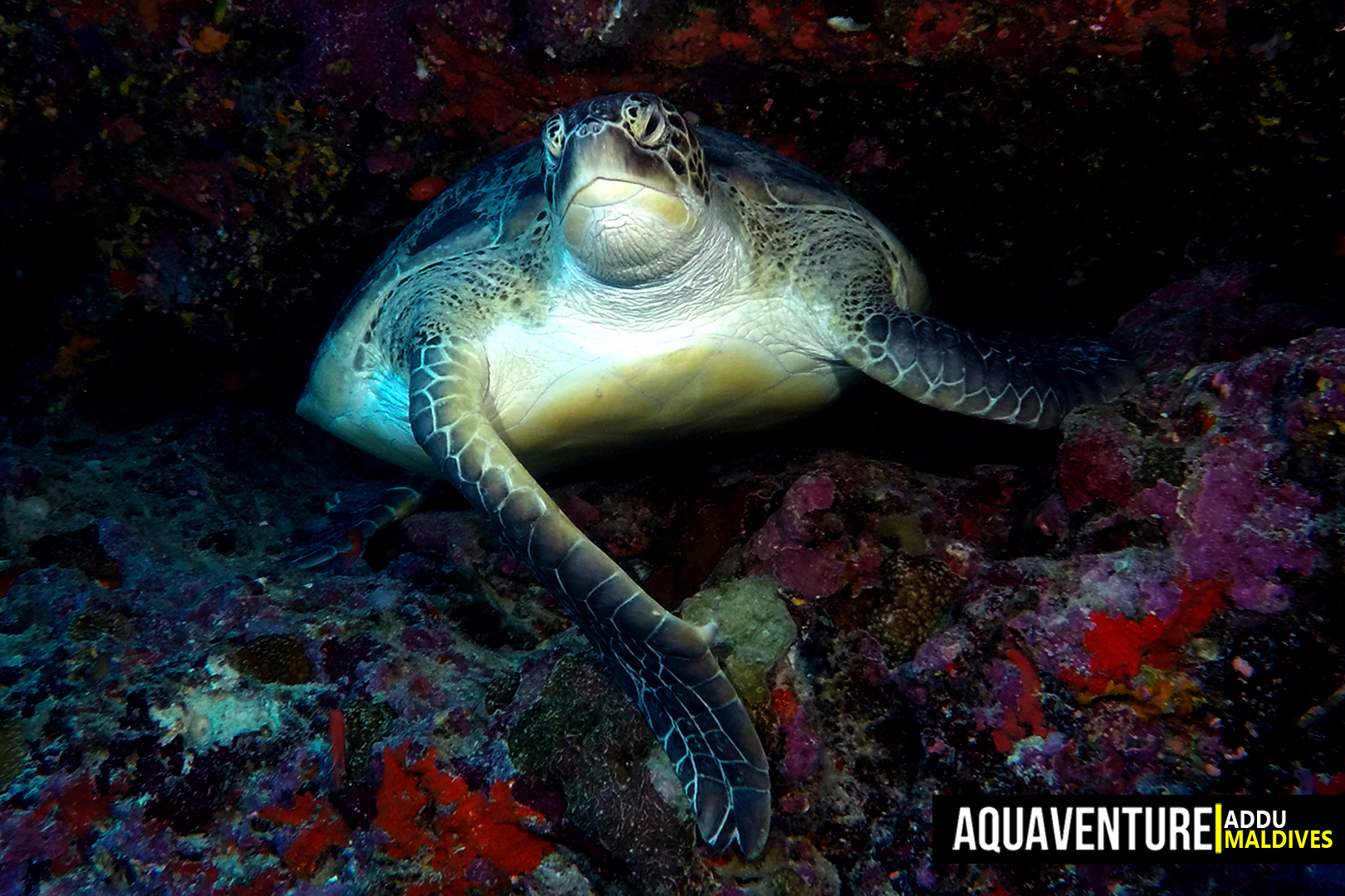 Bodu Hohola photo 2