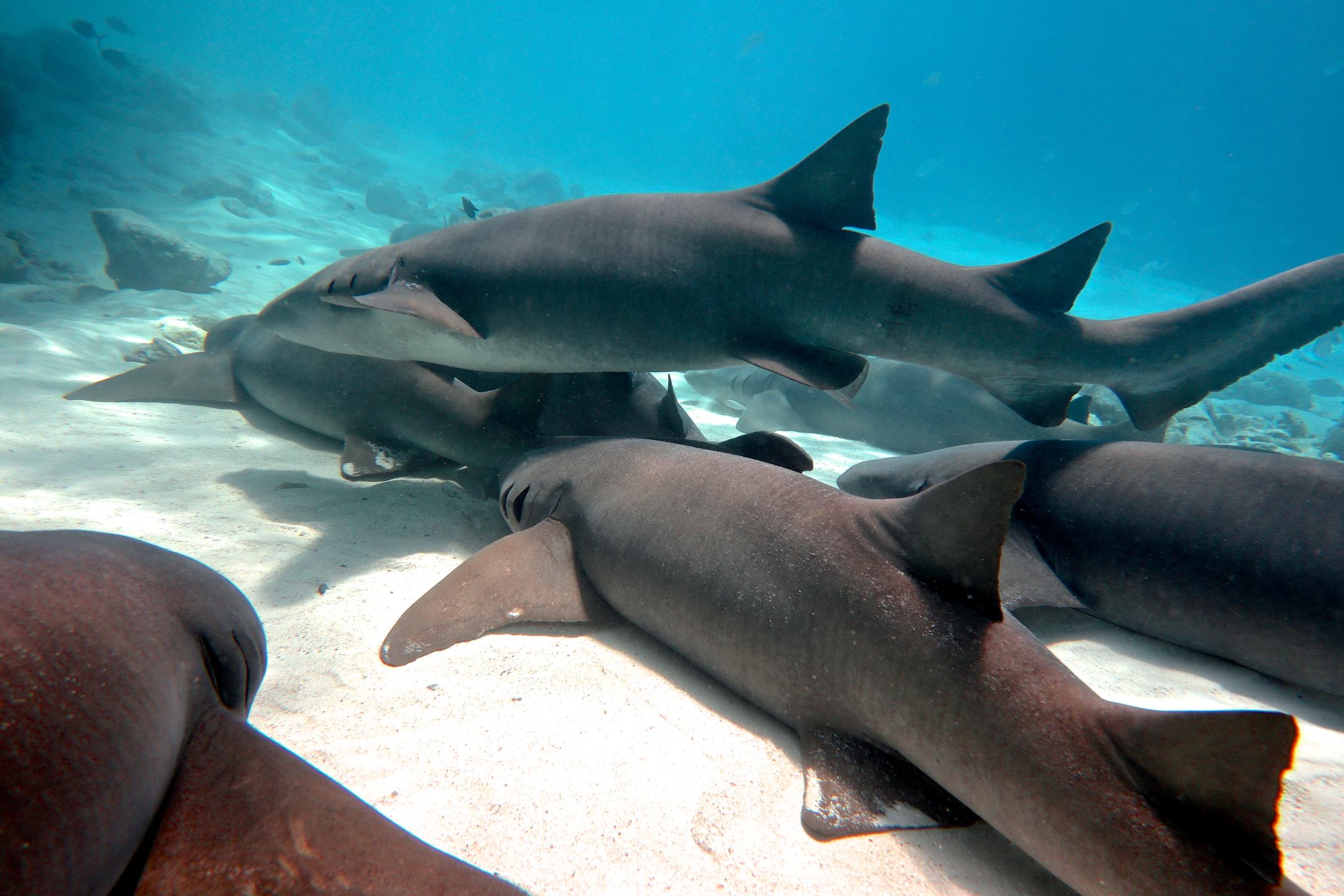 Alimatha House reef photo 2