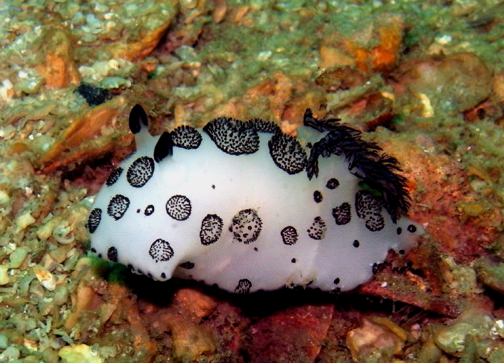 Koh Yawabon photo 5