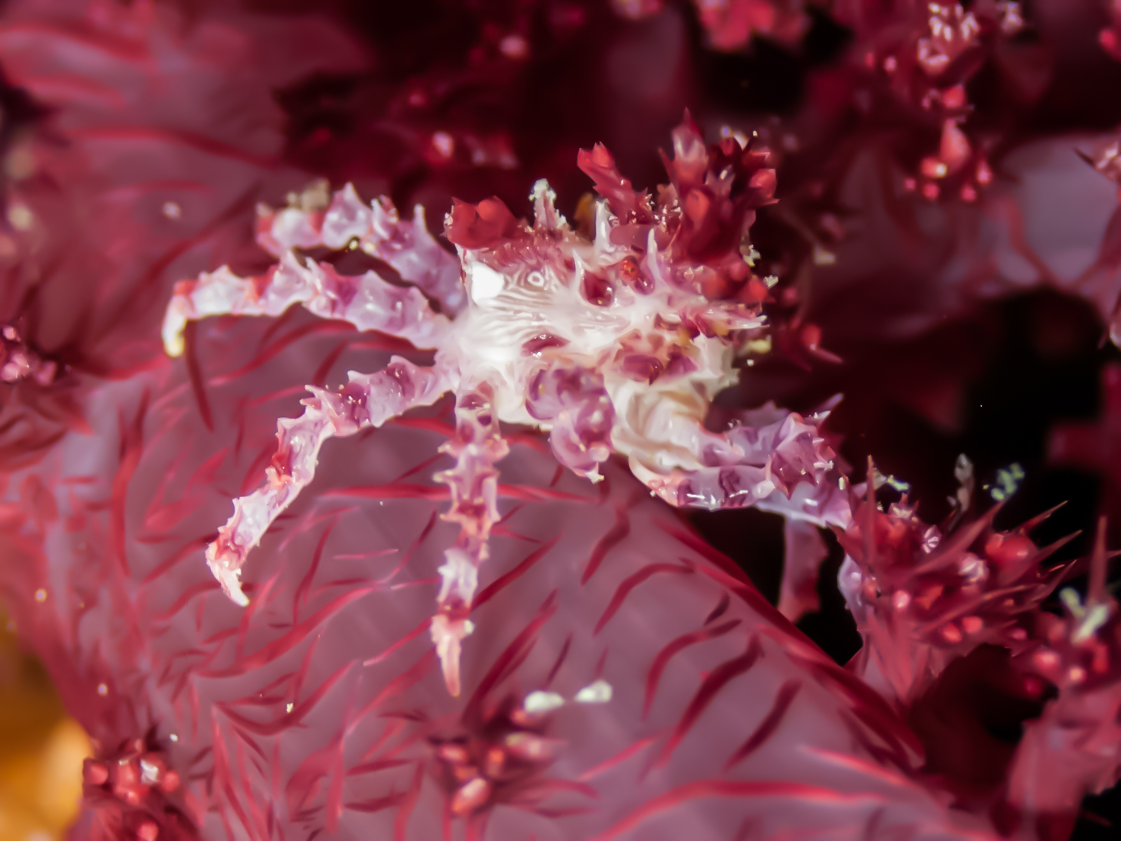 Ras Ghazlani - Ras Mohammed photo 4