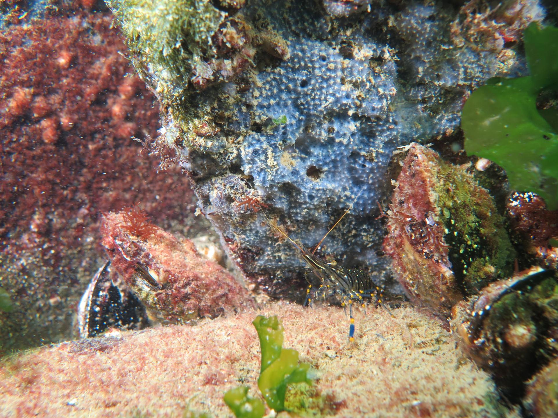 Seahorse alley and Lagoon photo 4