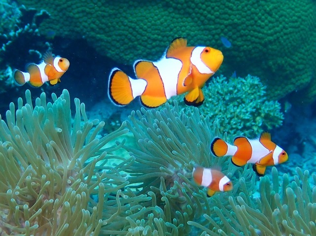 Koh Haa photo 2