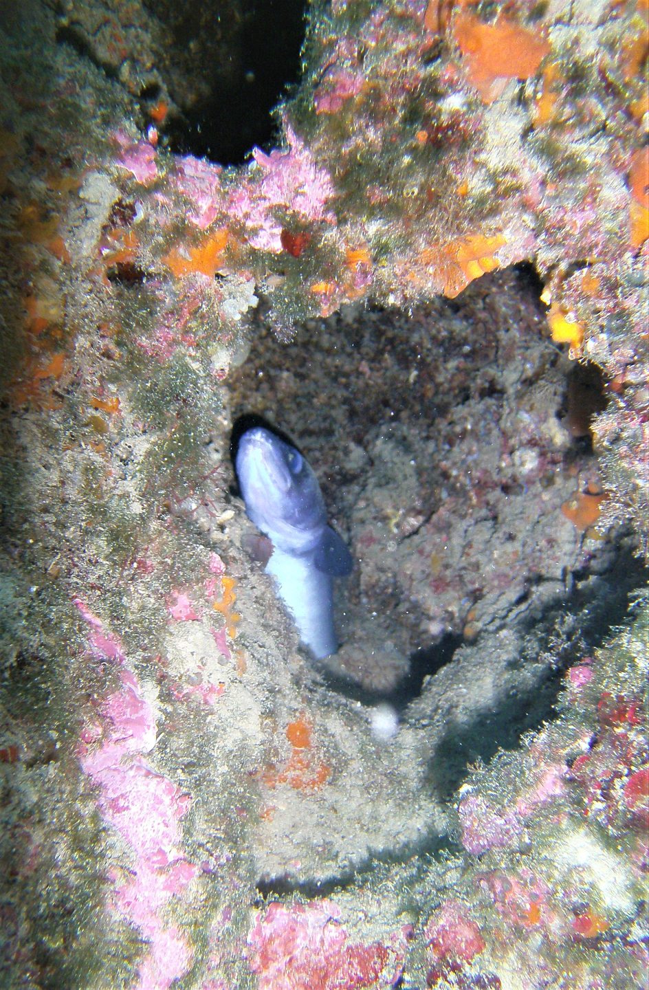 Orud photo 3