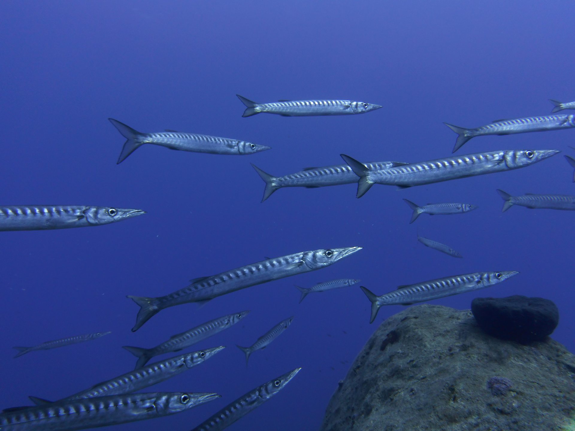 Barracuda reef