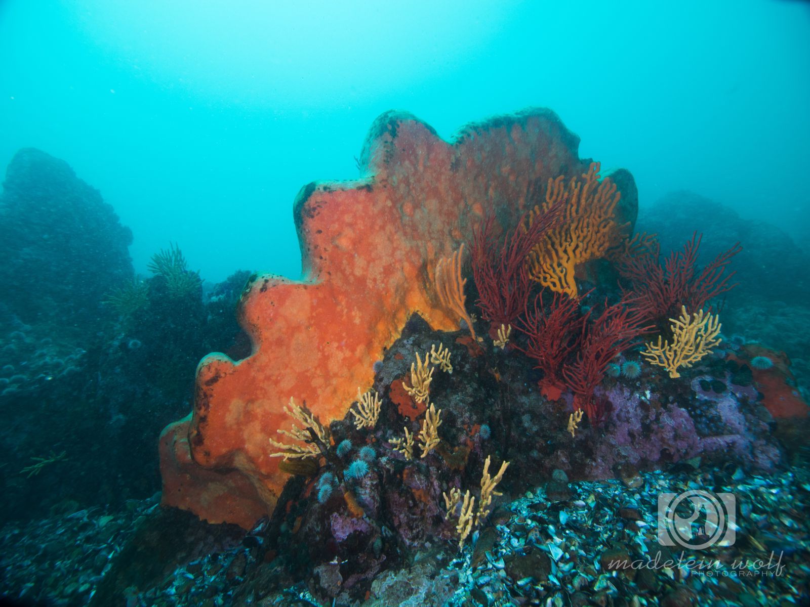 Coral Gardens