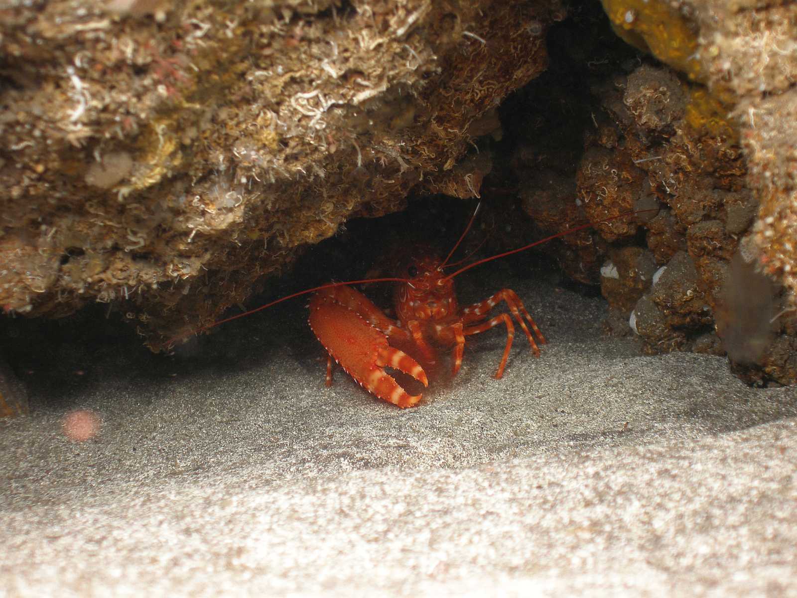 Bollullo photo 3
