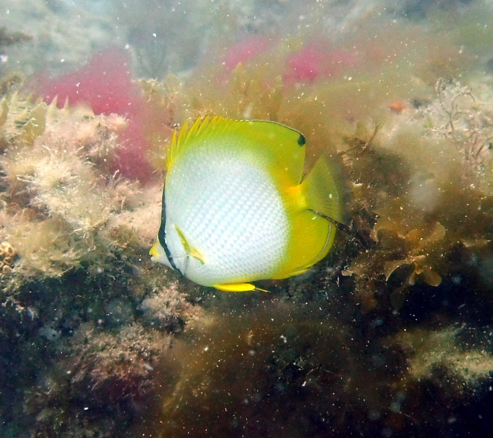 Third Reef photo 9