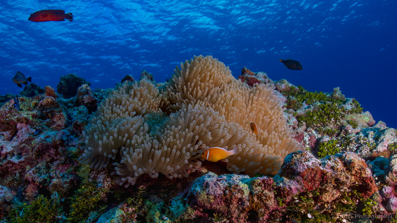 Hap's Reef photo 3