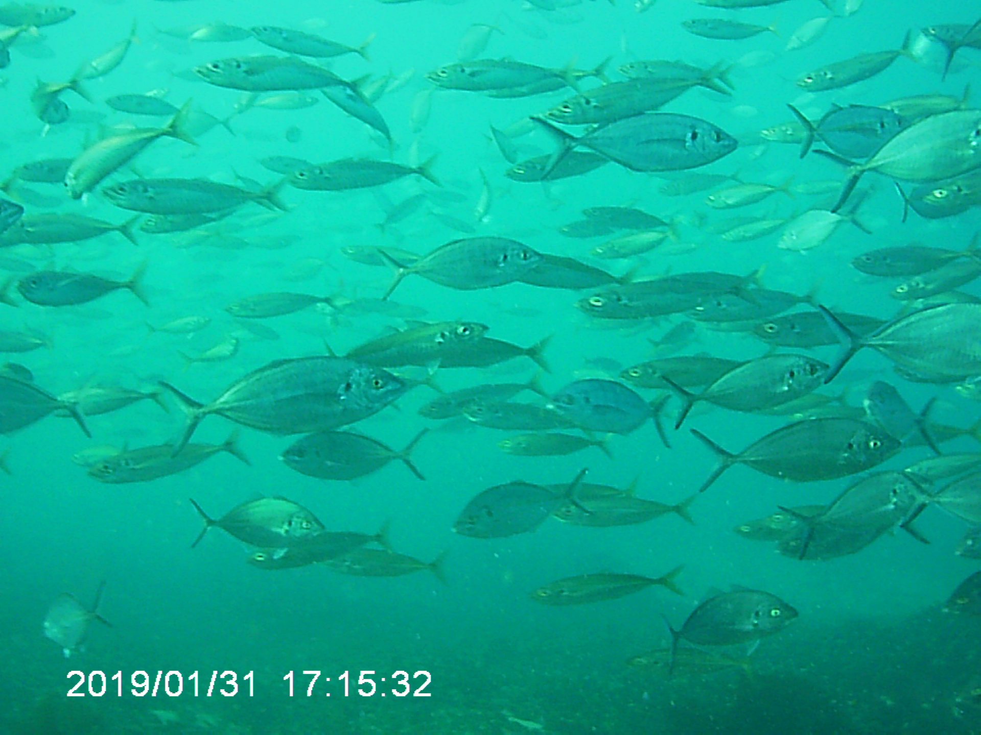 Port Campbell Bay Reef photo 4