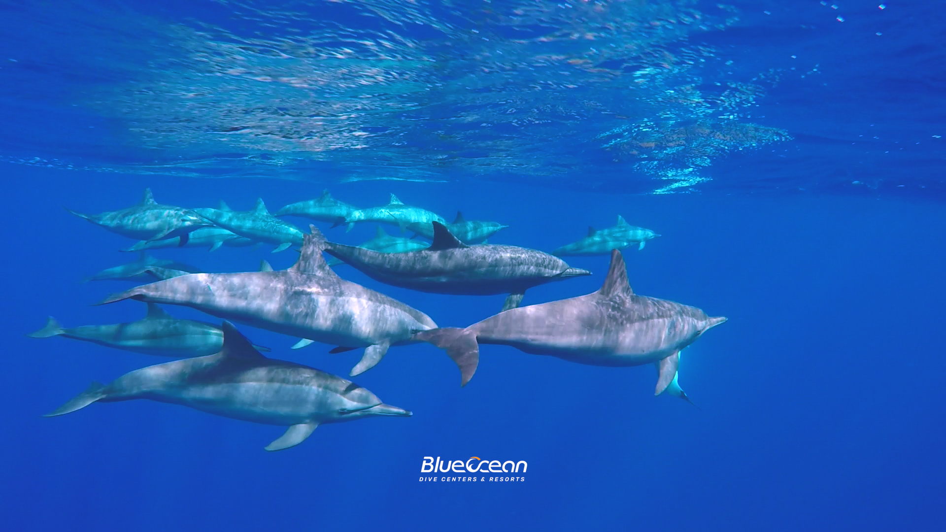 Shaab Samadai "Dolphin House" photo 4