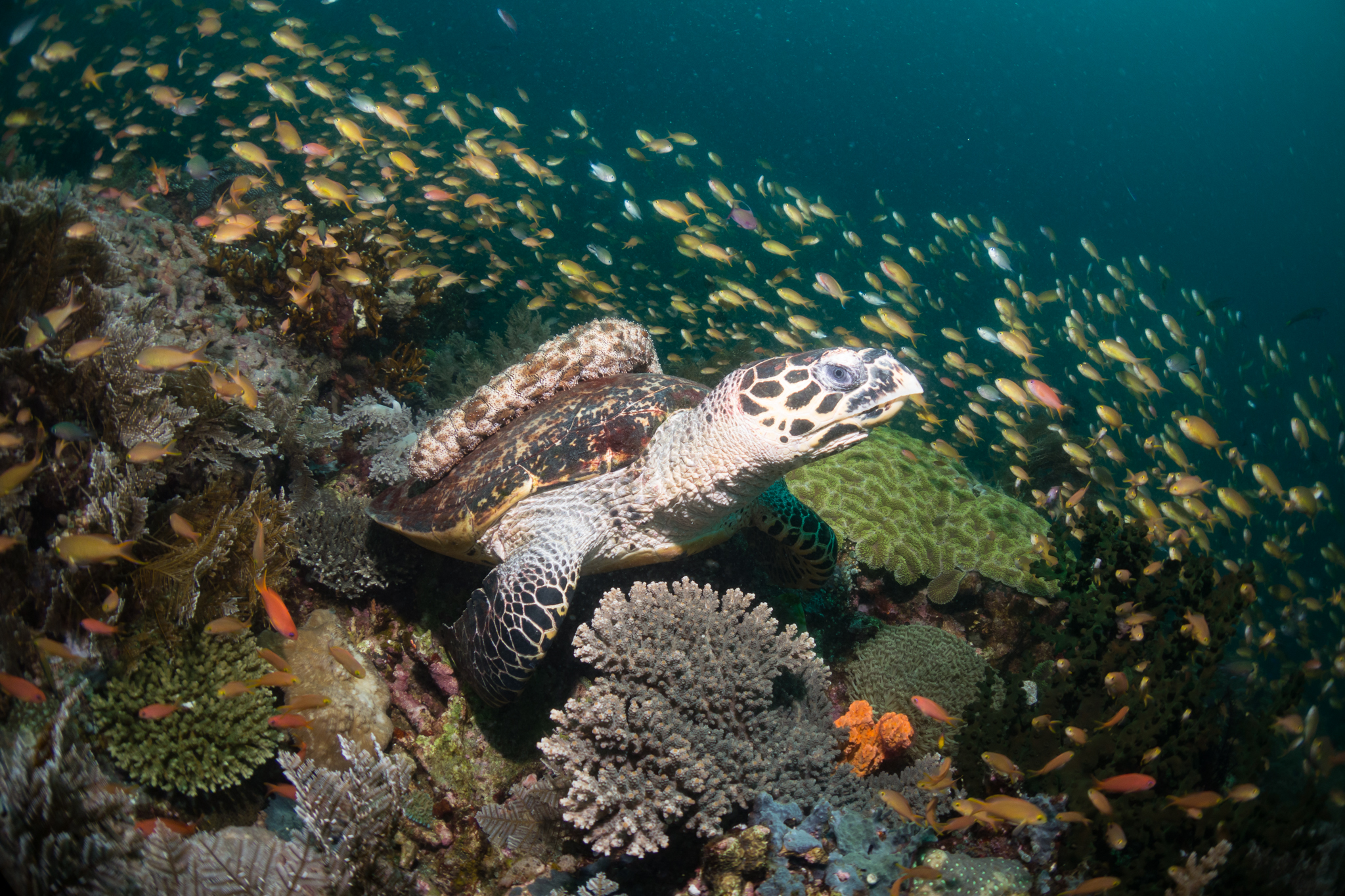 Lungsodaan MPA photo 4