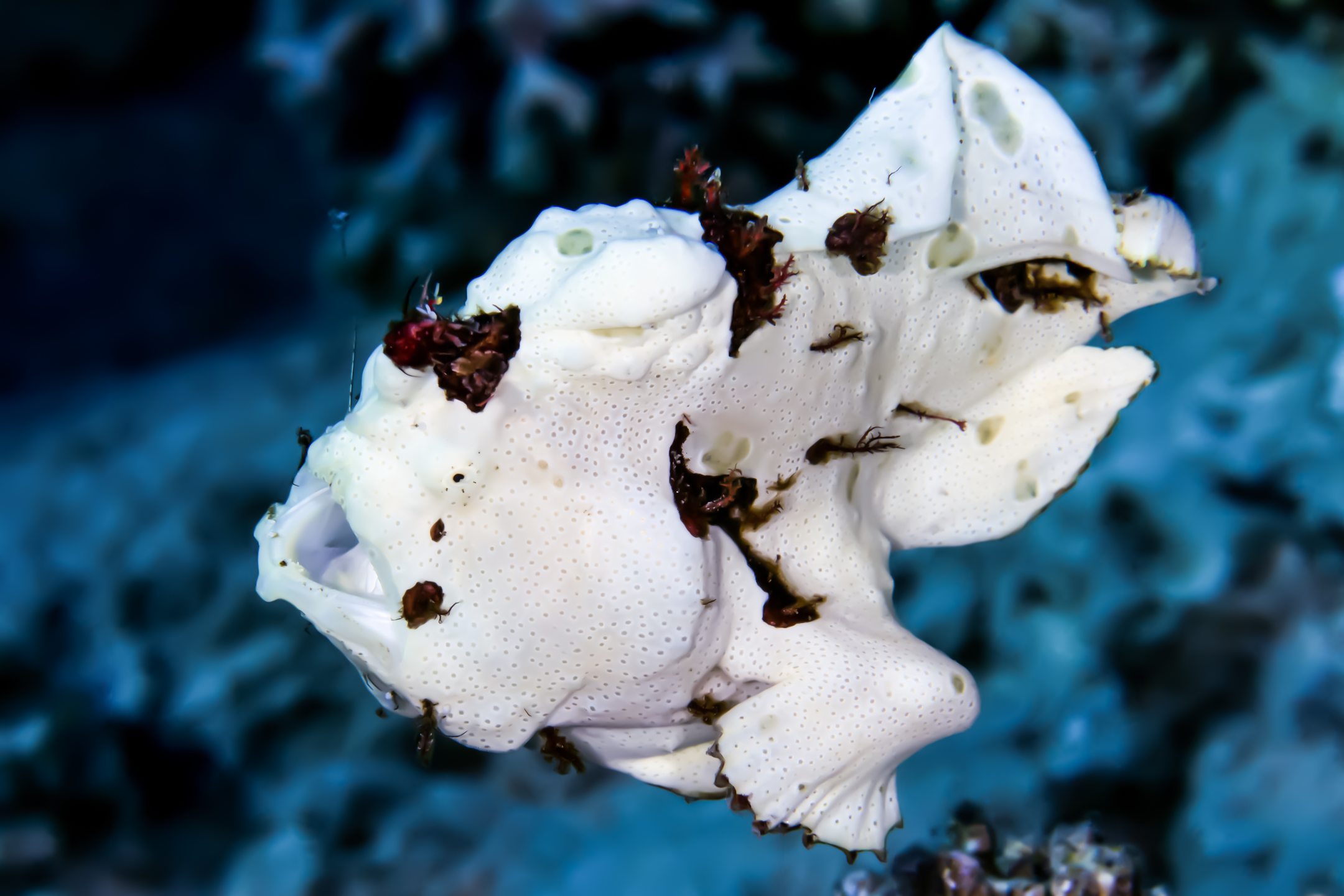 Red Sea College - House Reef photo 5