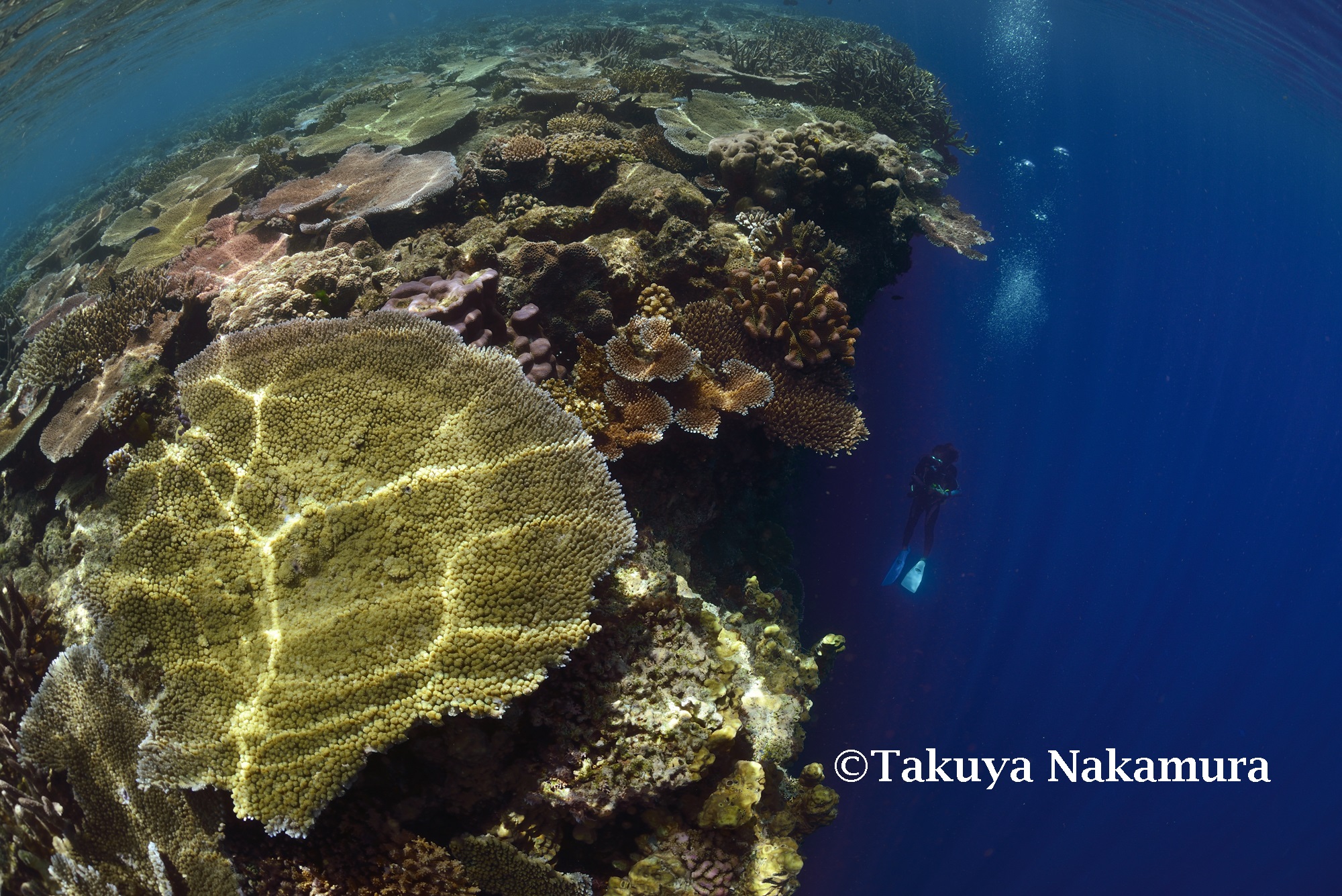 Coral Garden photo 3