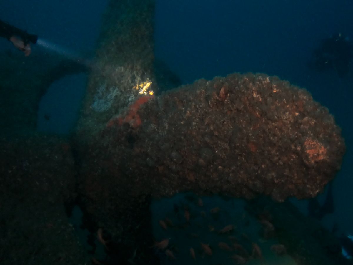 SS Tuggerah Wreck photo 3