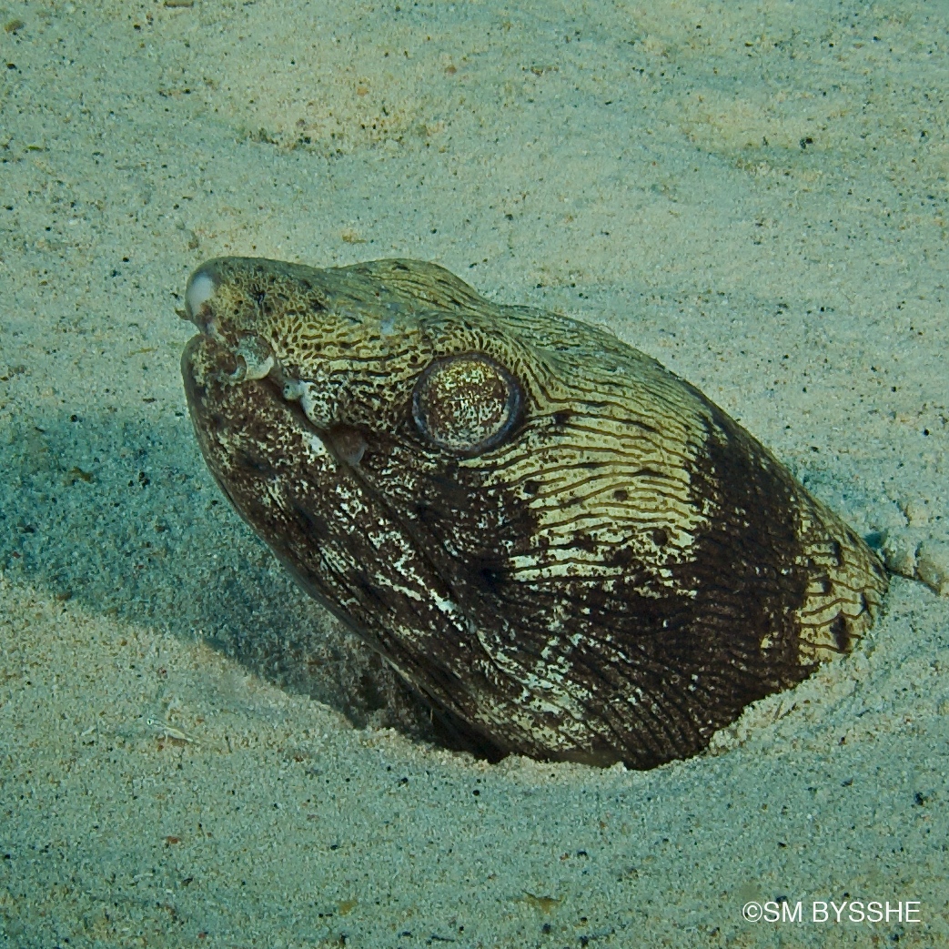 Santa Cruz