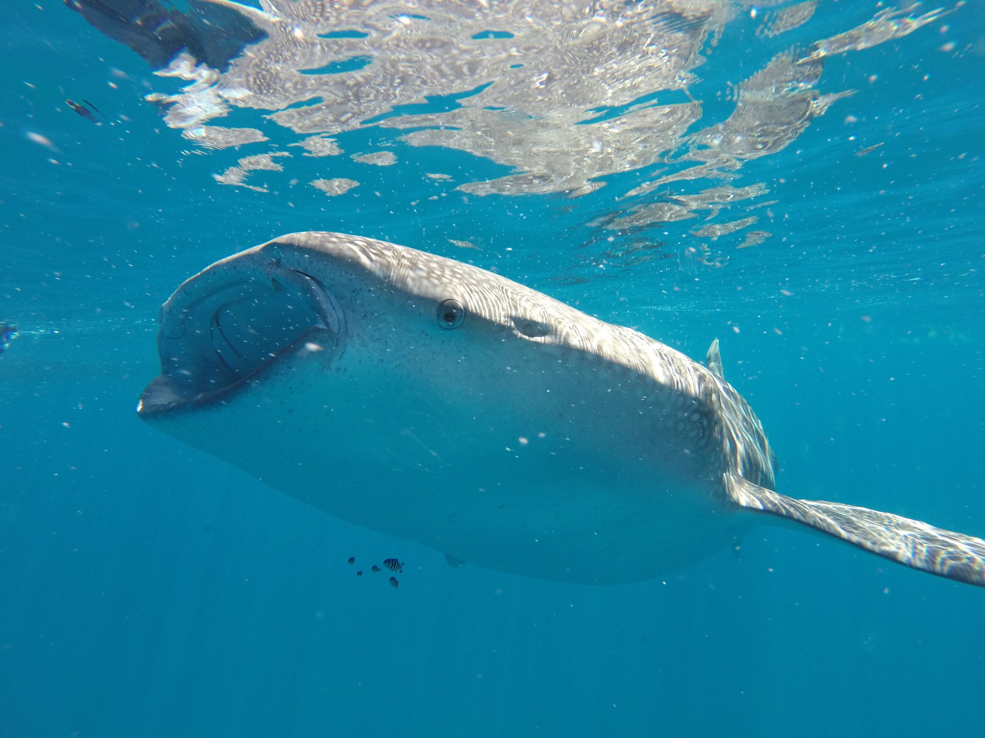 Whale Shark Refuge Waters