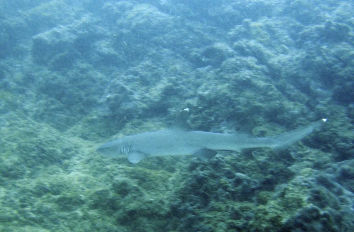 Canyon Reef