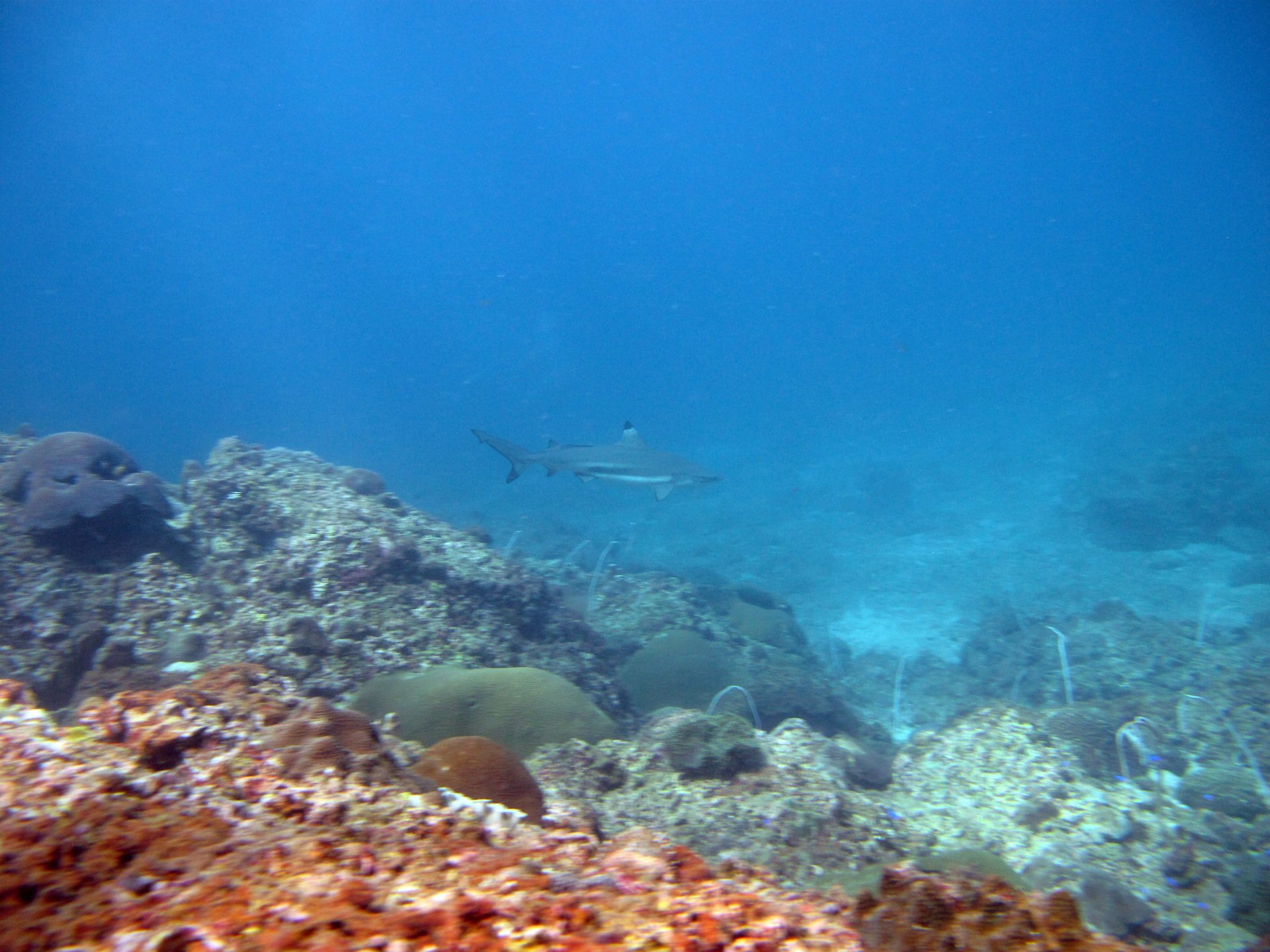 Palong Wall photo 6