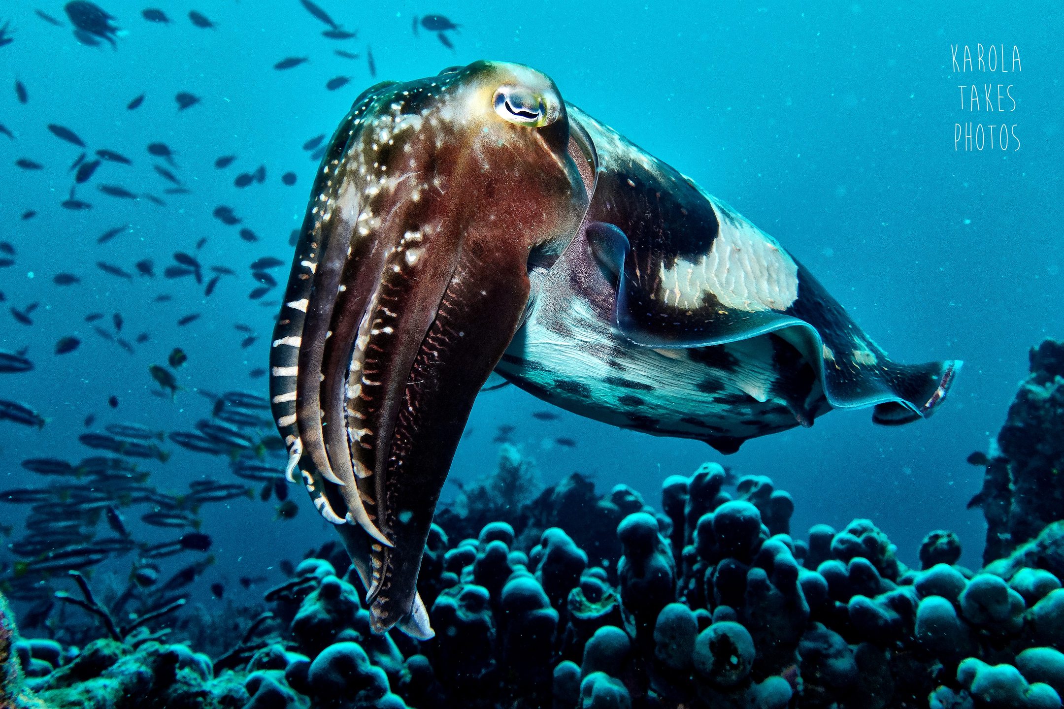 Simon's Reef photo 4