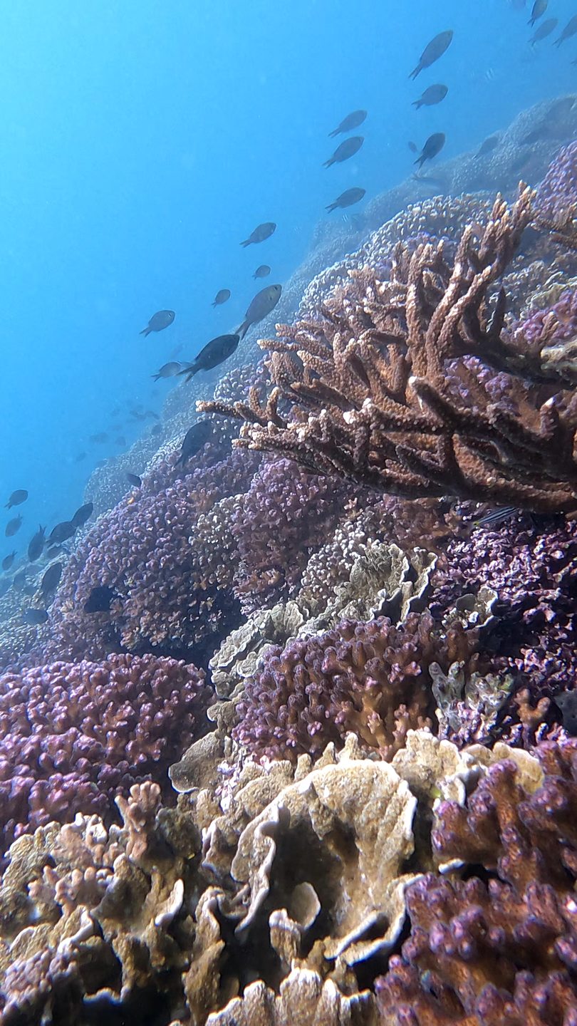 Pipi Beach photo 6