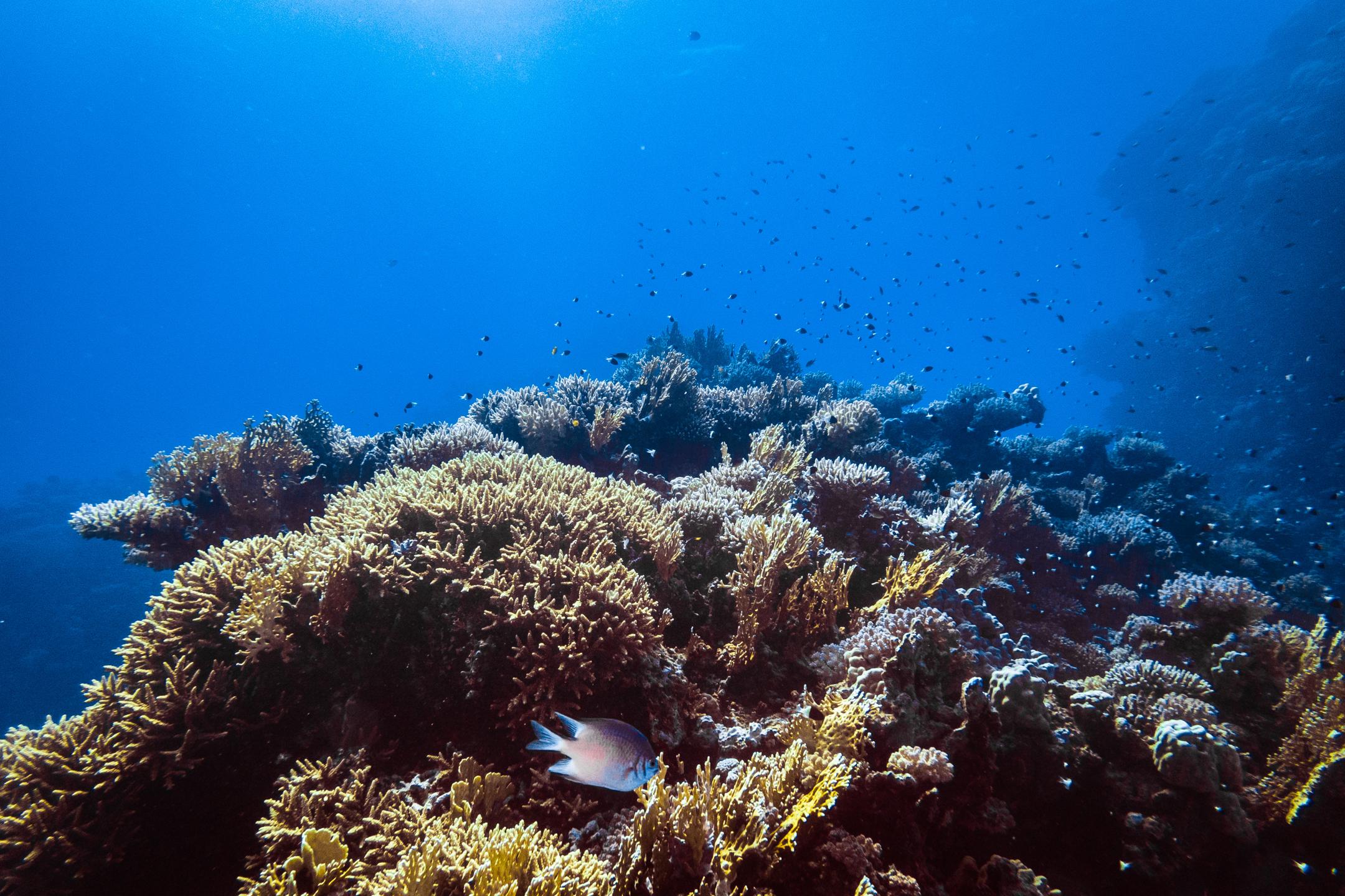 Um Halhala Divesite photo 3