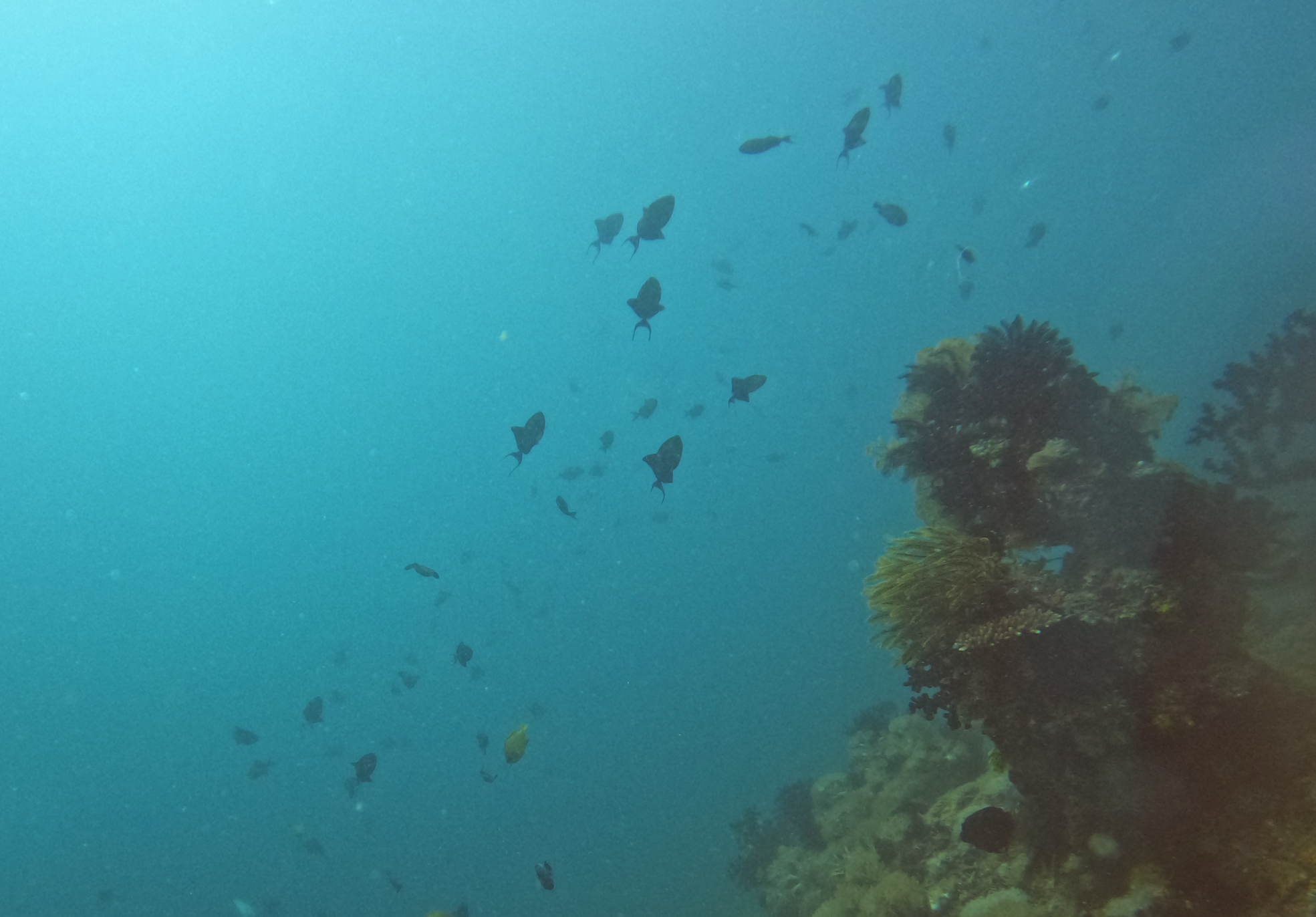 Kilima Wall