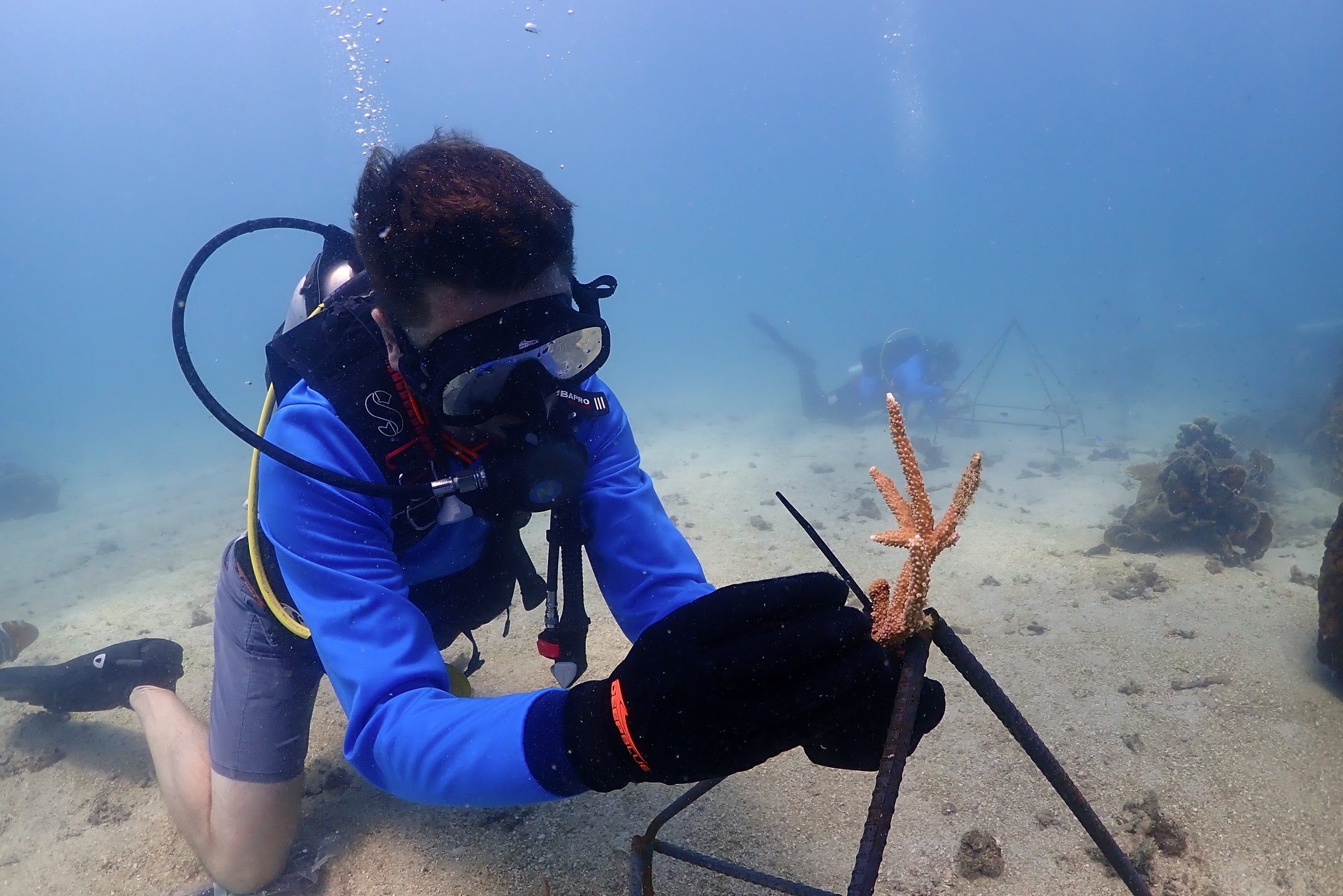 AlotMeant - Coral Restoration Project photo 6