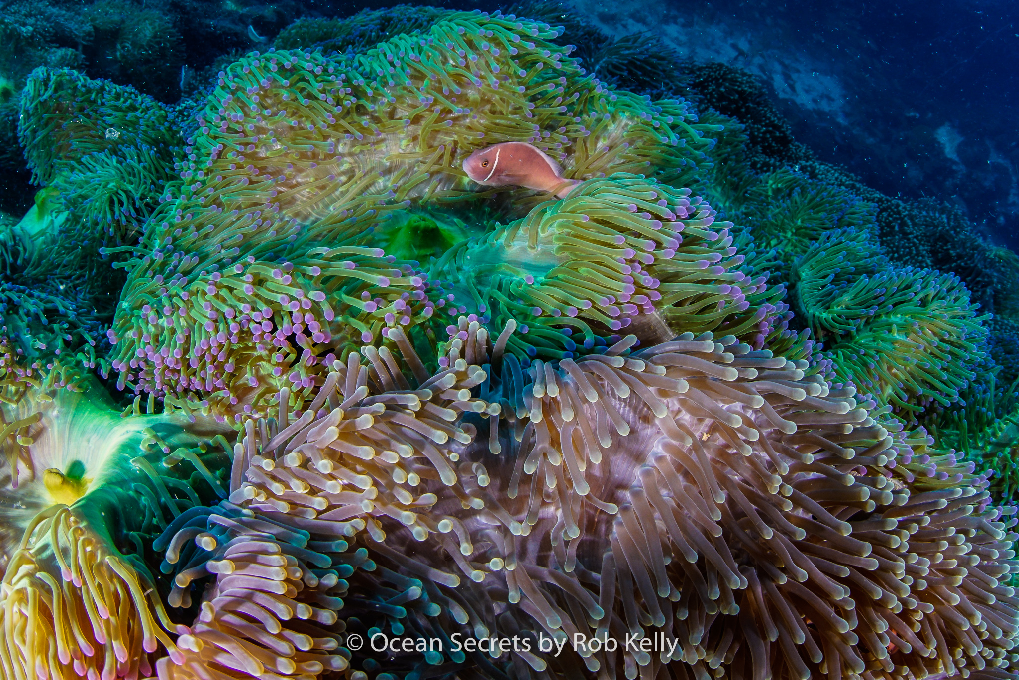 Chumphon Pinnacle photo 8
