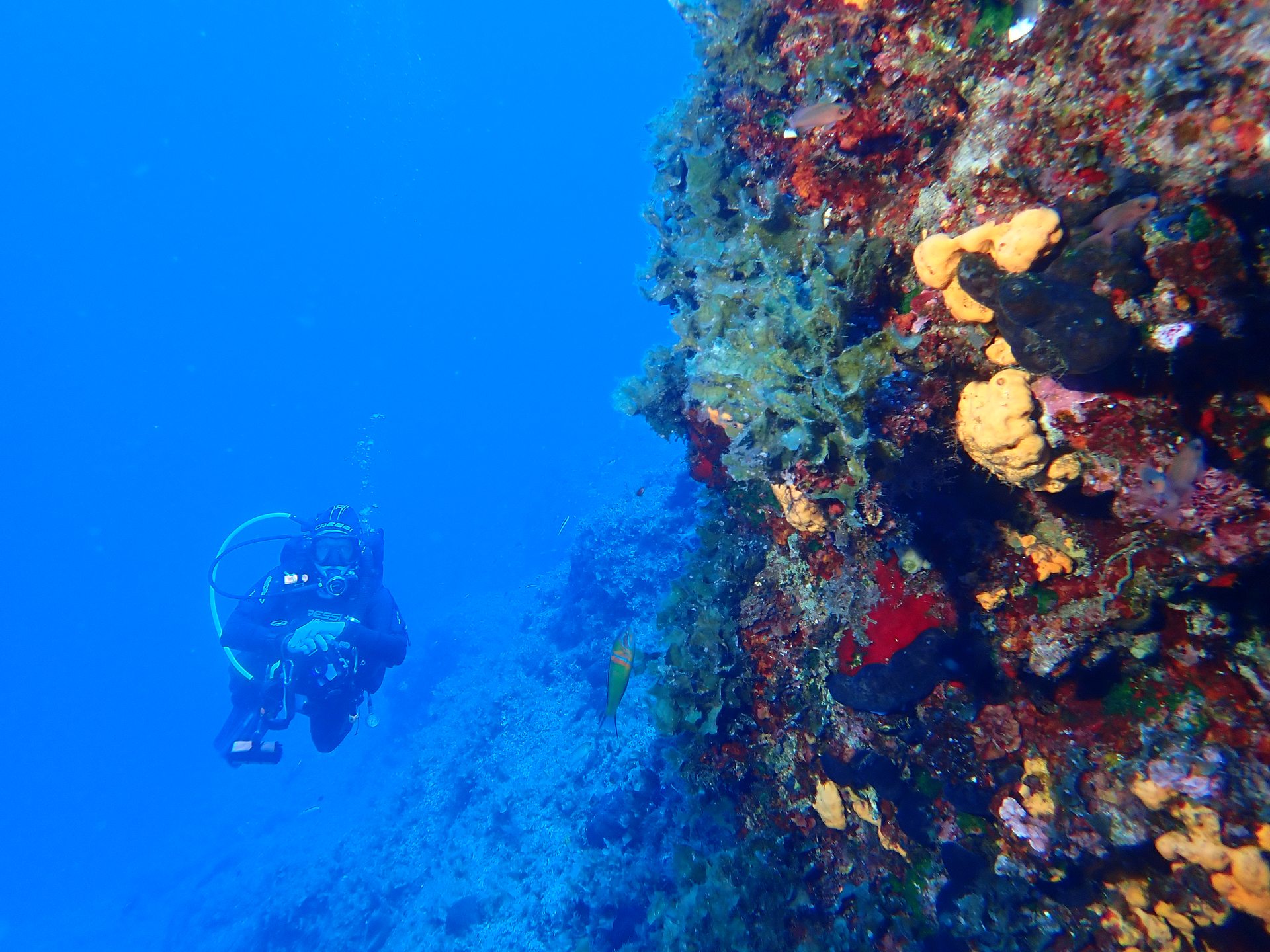 Pachia reef photo 18